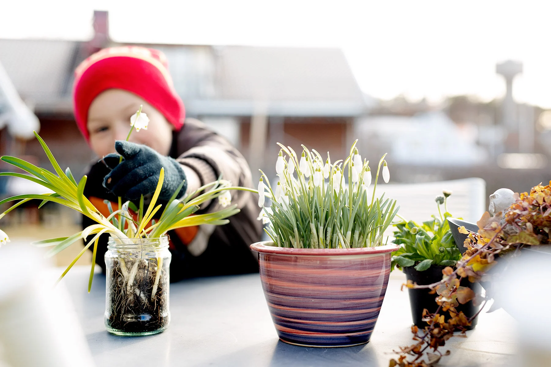 blogg-210318bertilsfarmorblommor2.jpg