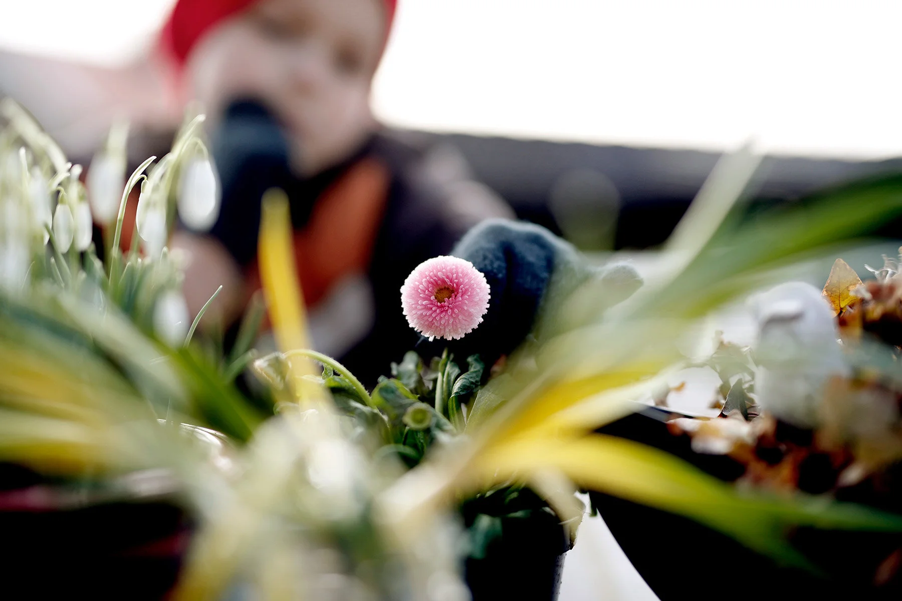 blogg-210318bertilsfarmorblommor5.jpg