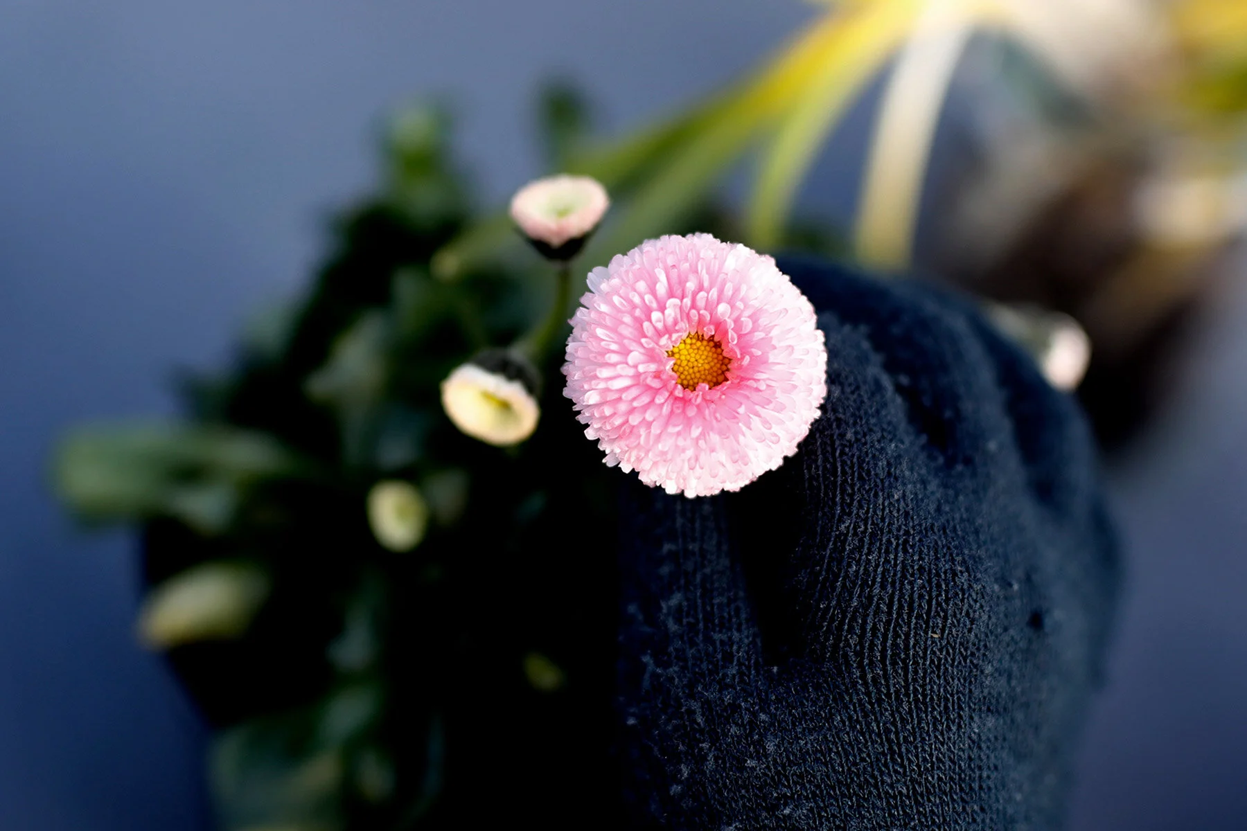 blogg-210318bertilsfarmorblommor11.jpg