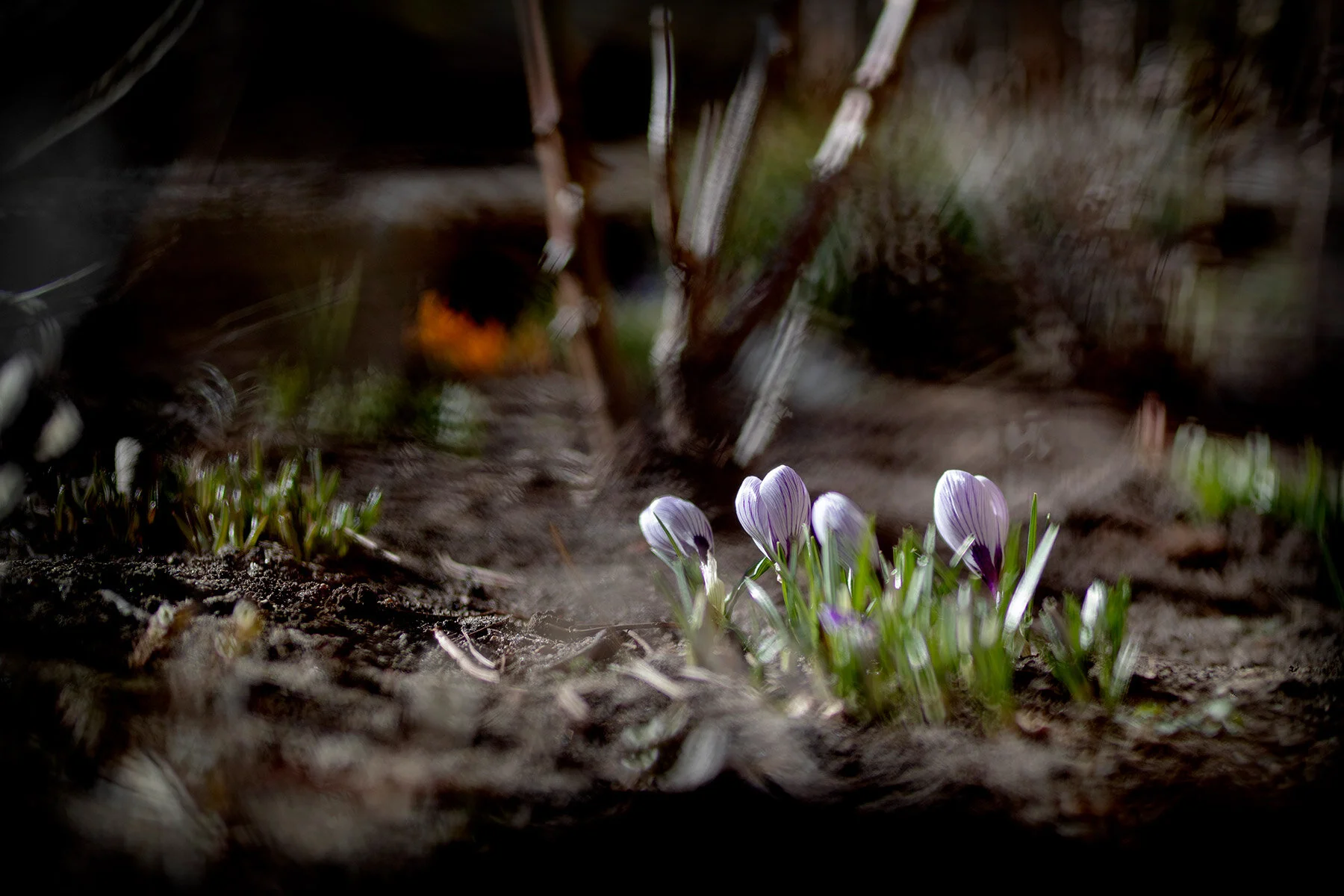 blogg-210322blommoritradgarden1.jpg