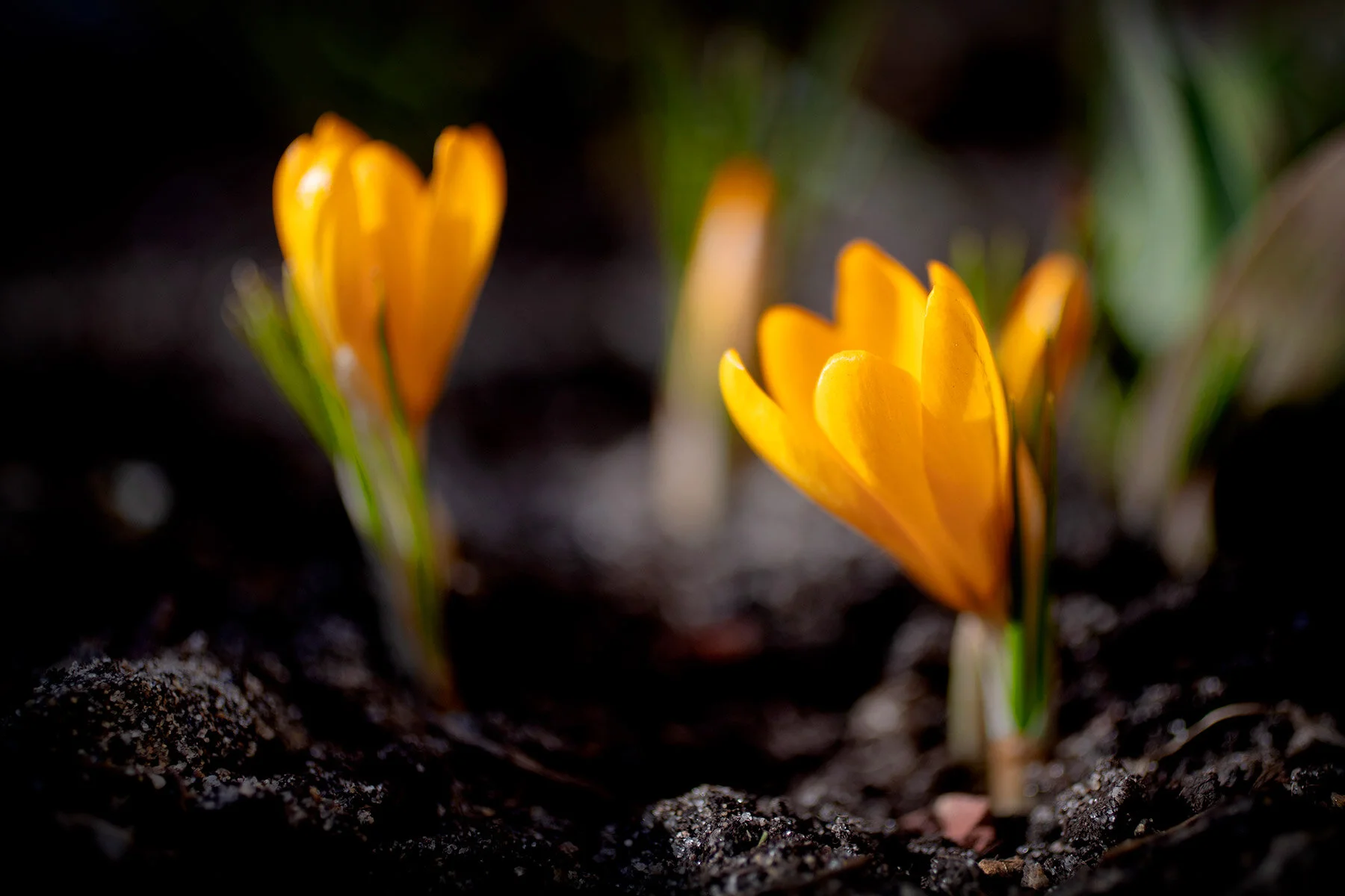 blogg-210322blommoritradgarden2.jpg