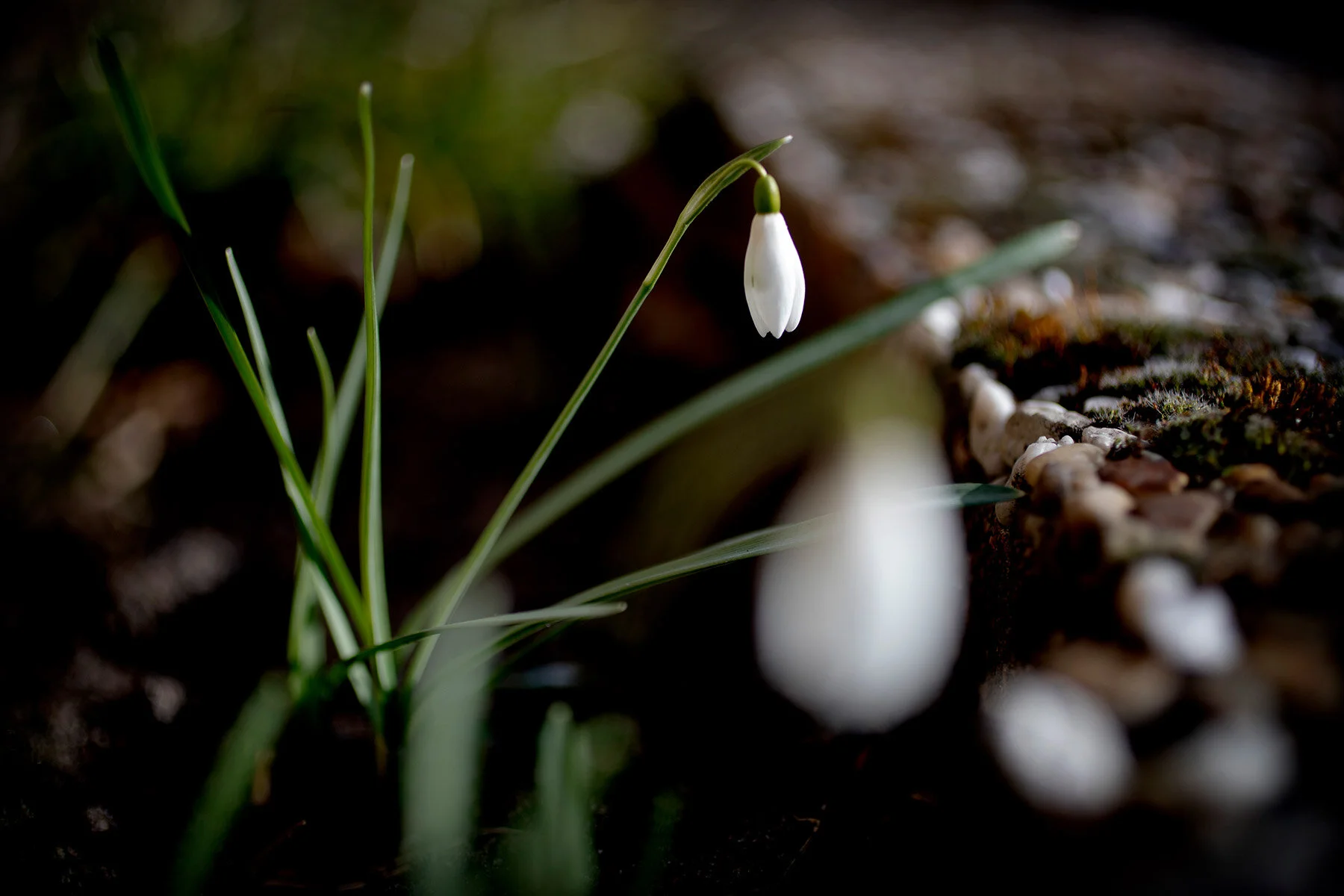 blogg-210322blommoritradgarden3.jpg