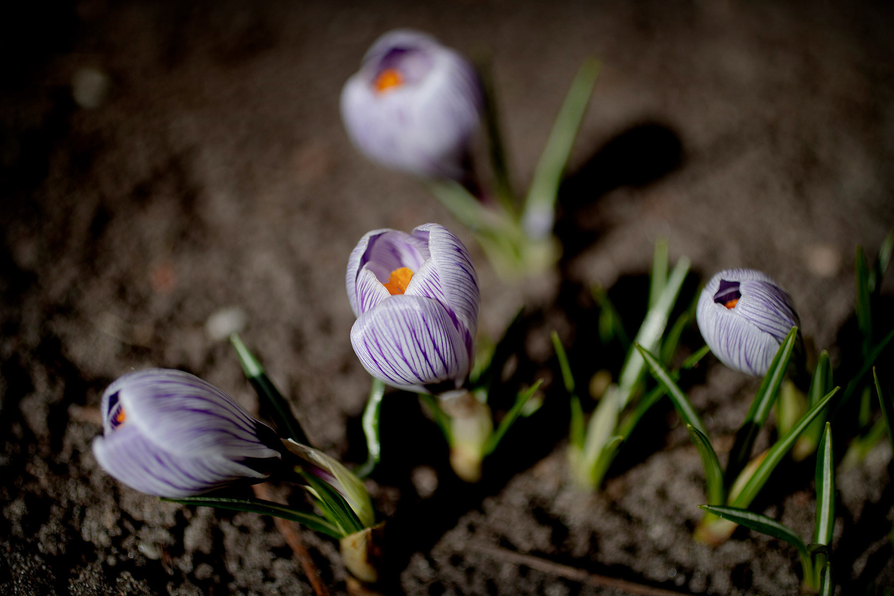 blogg-210322blommoritradgarden5.jpg