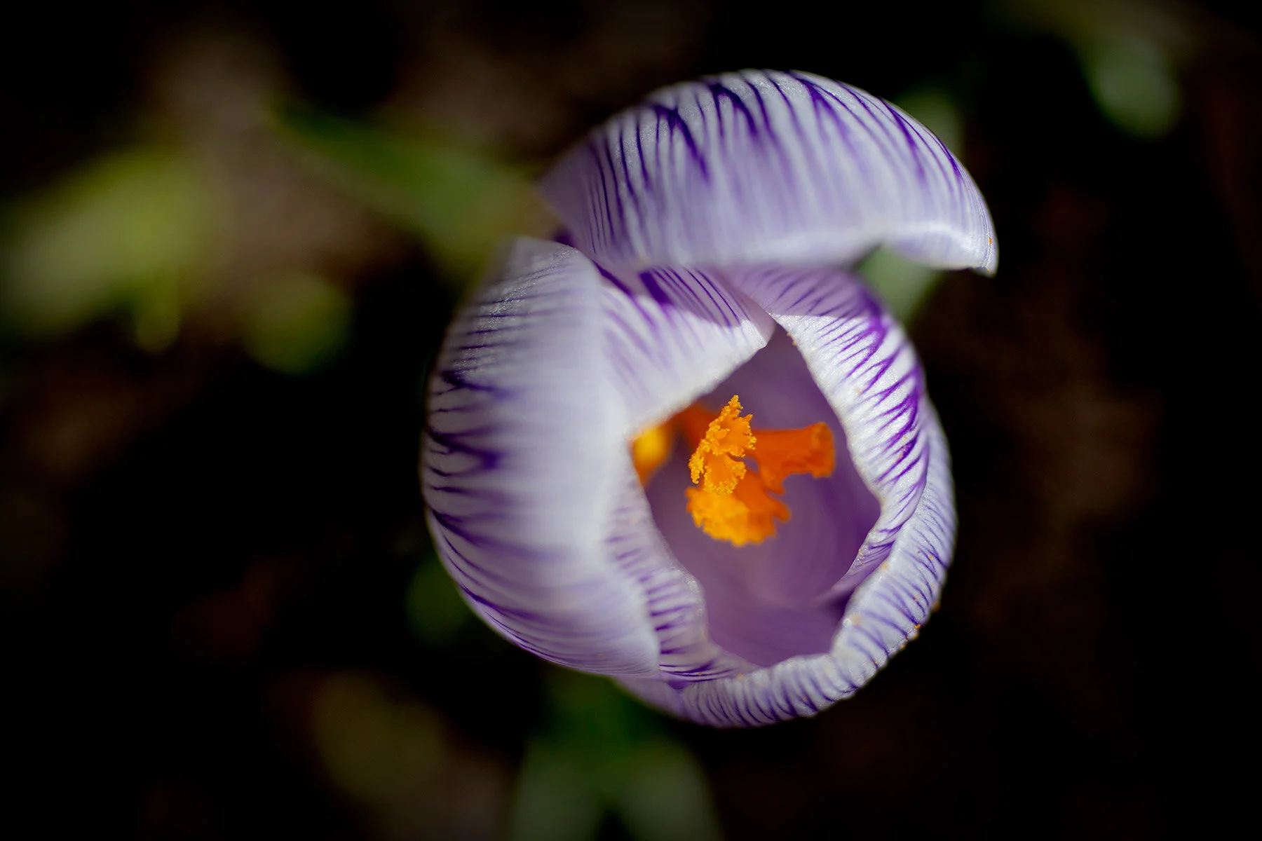 blogg-210322blommoritradgarden7.jpg