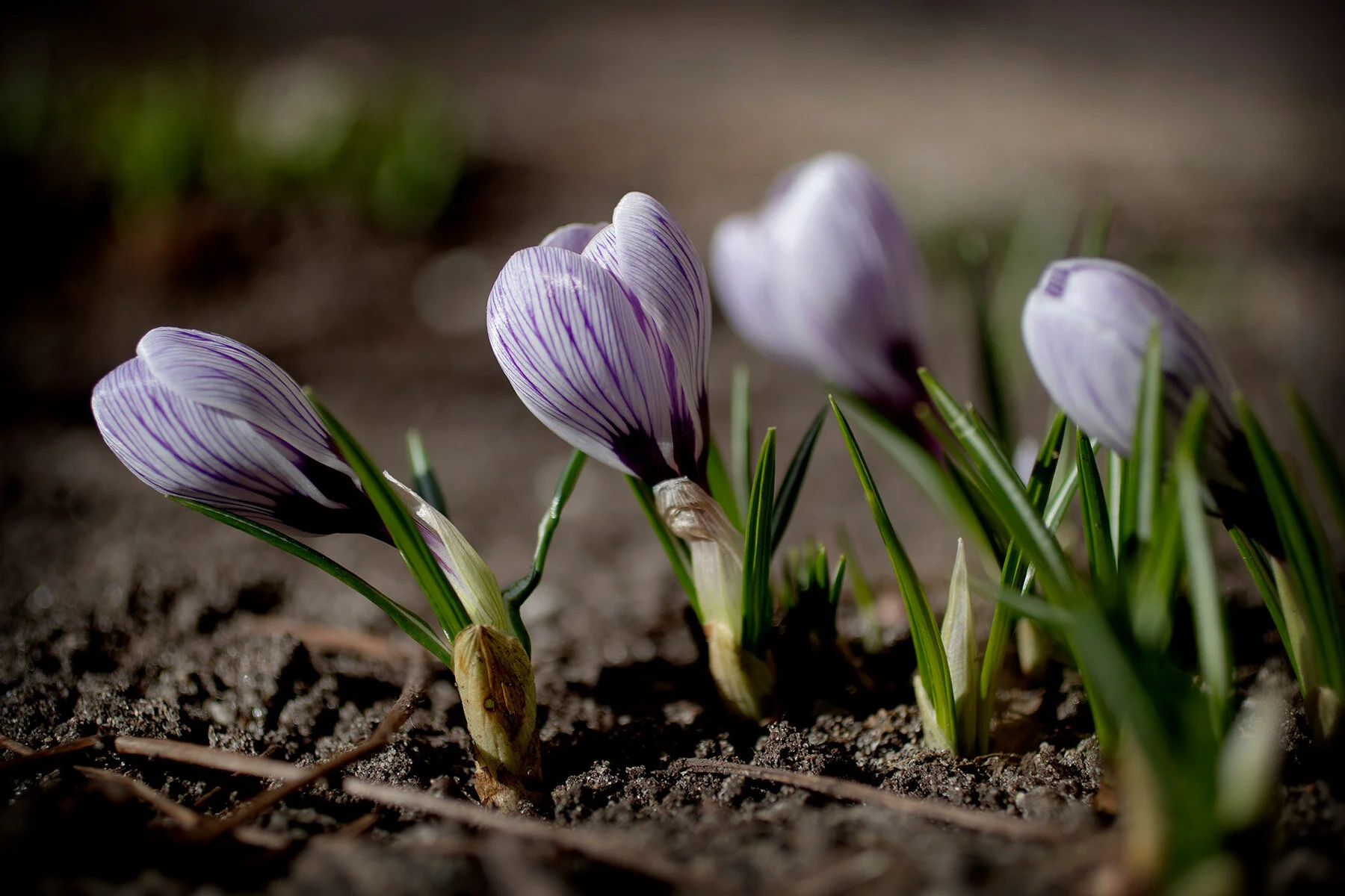 blogg-210322blommoritradgarden10.jpg