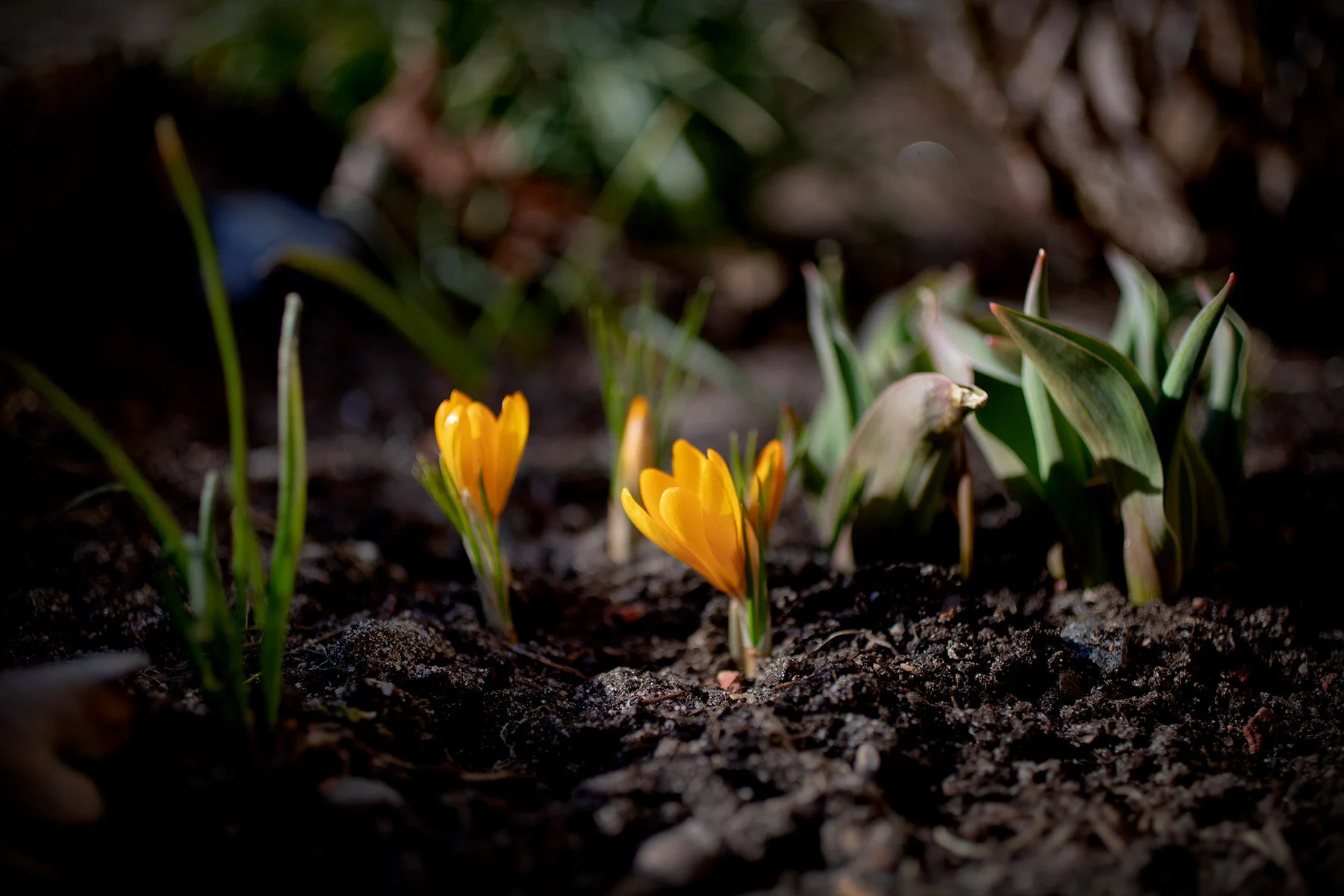 blogg-210322blommoritradgarden11.jpg
