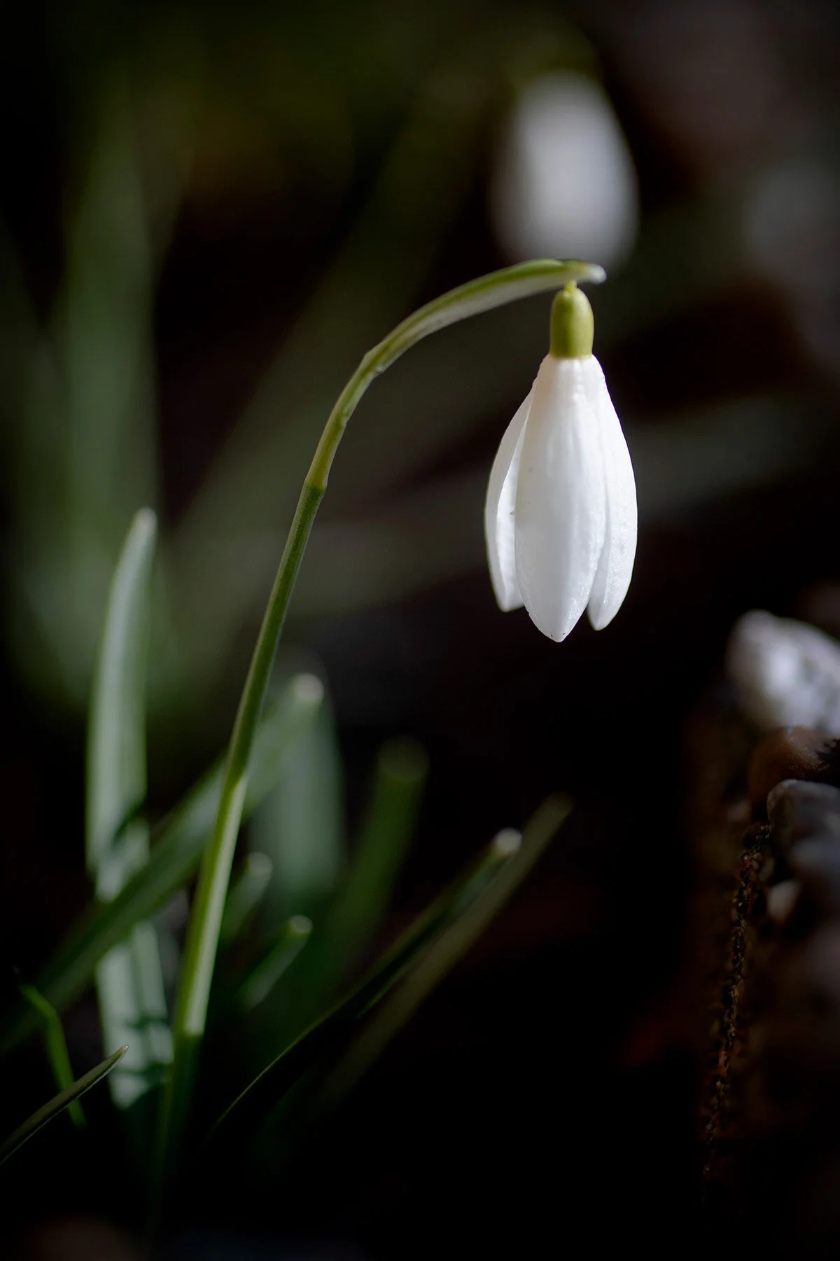 blogg-210322blommoritradgarden12.jpg
