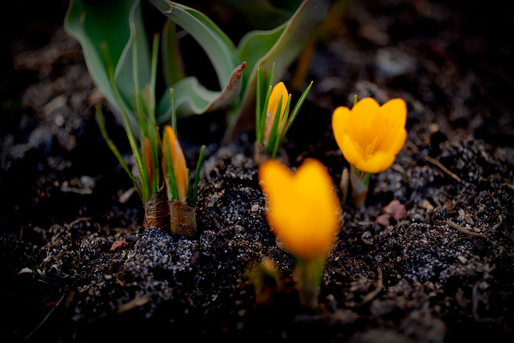 blogg-210322blommoritradgarden14.jpg