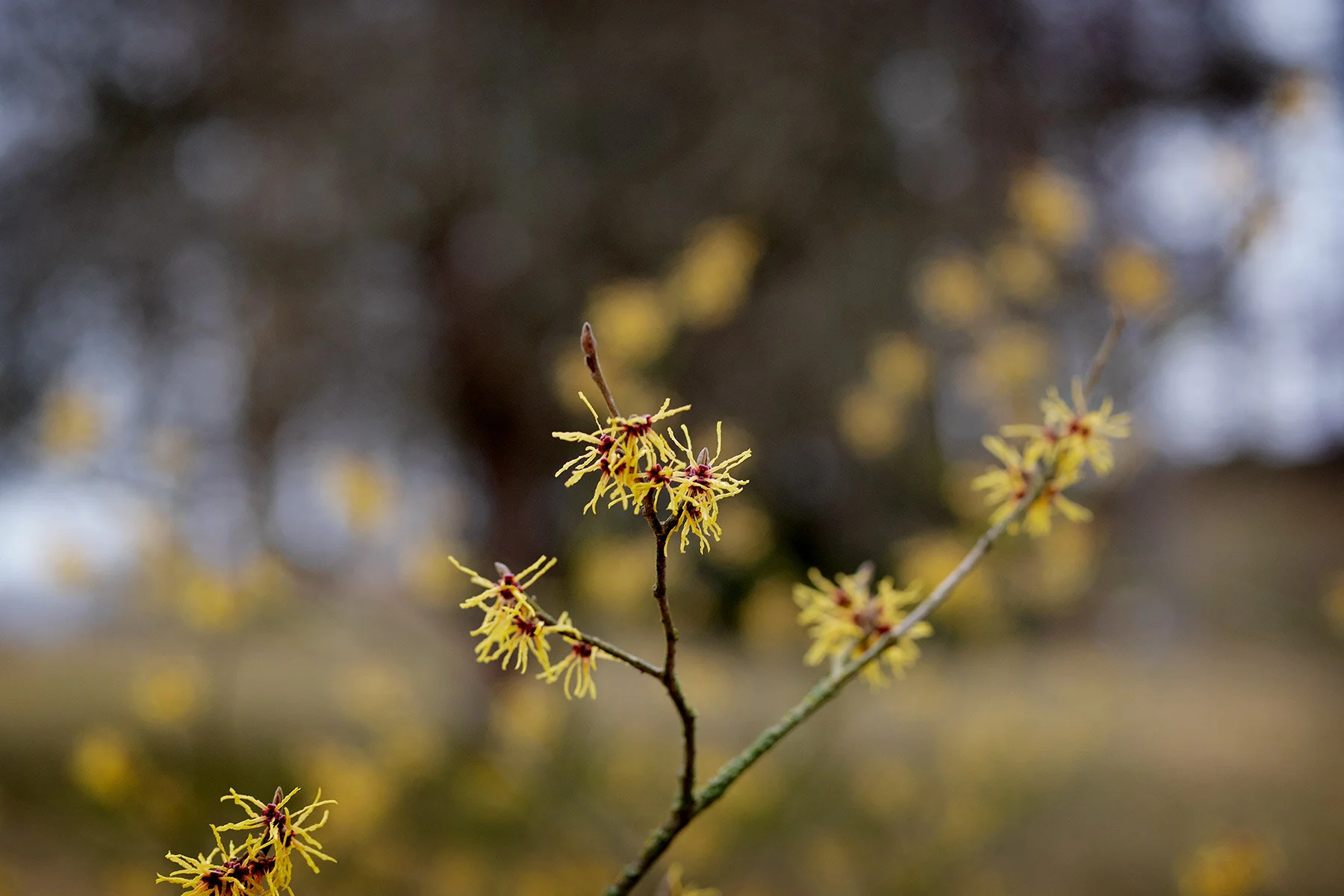 blogg-210323botaniska2.jpg