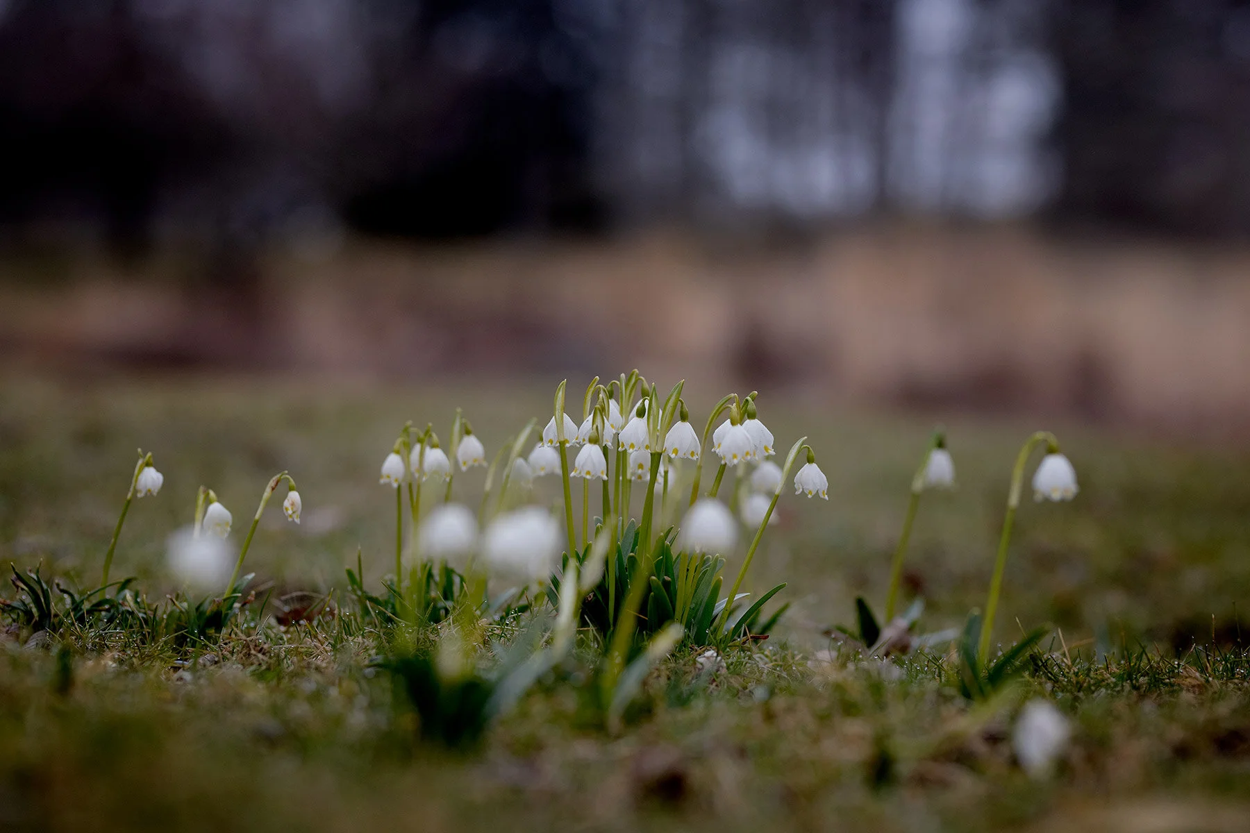 blogg-210323botaniska4.jpg