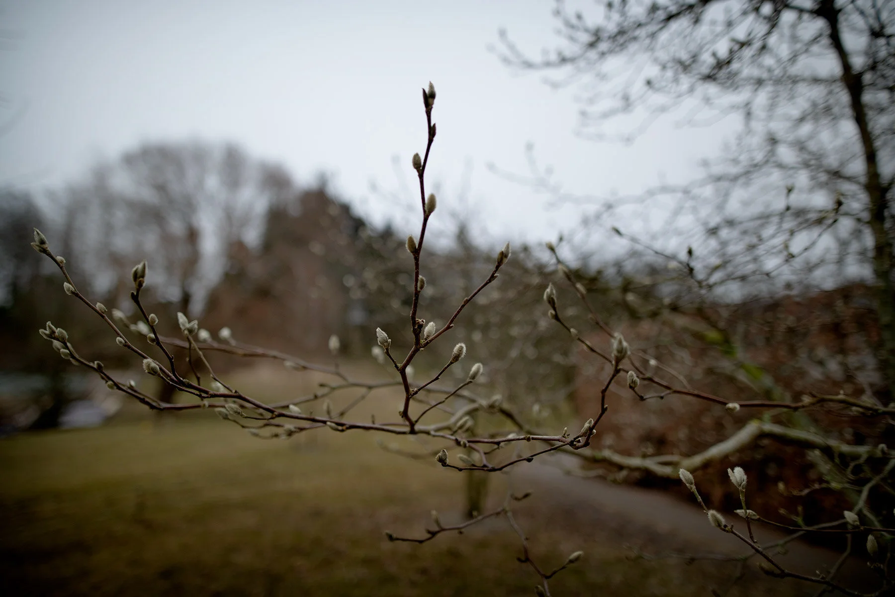blogg-210323botaniska5.jpg