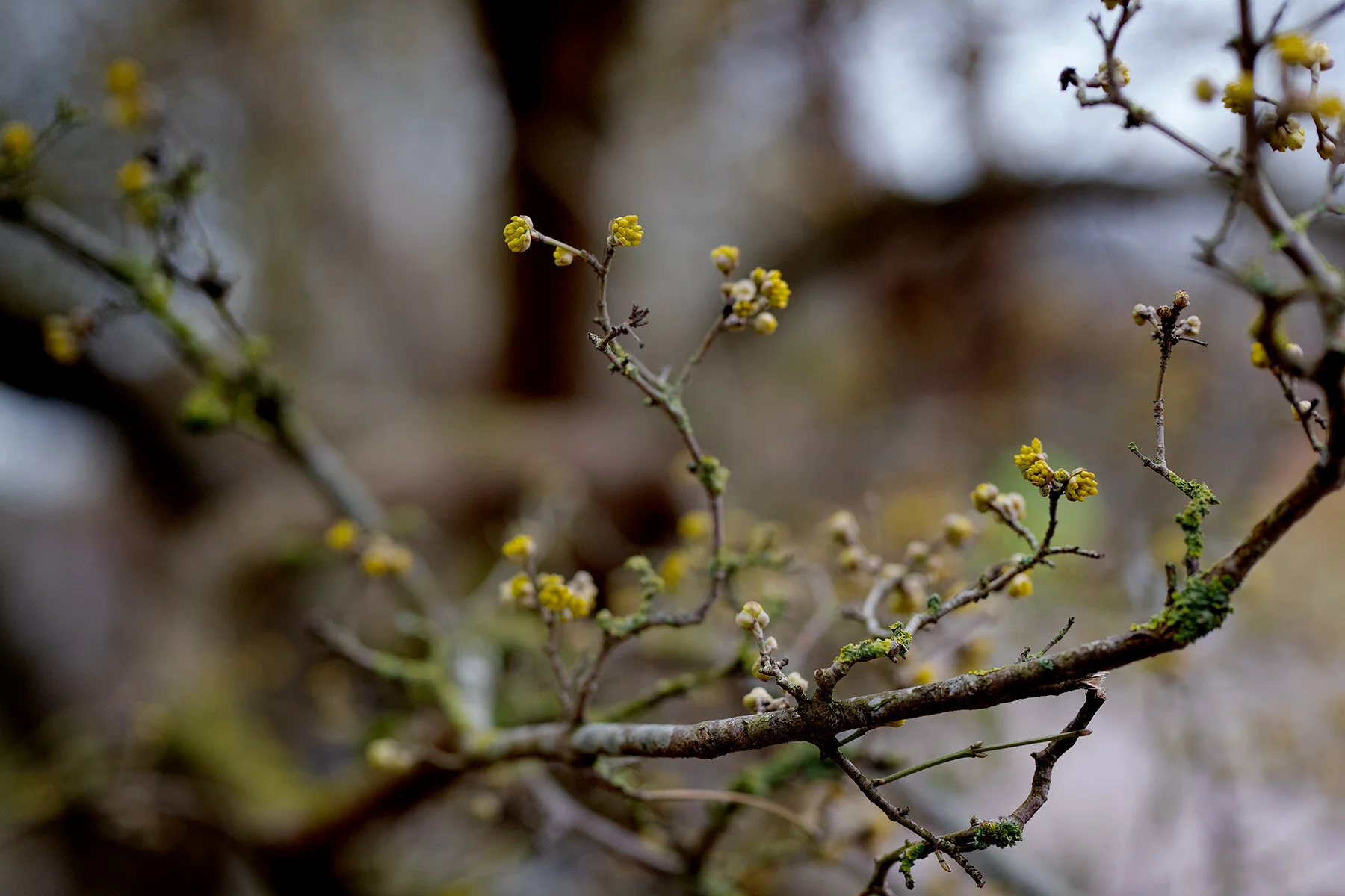 blogg-210323botaniska8.jpg