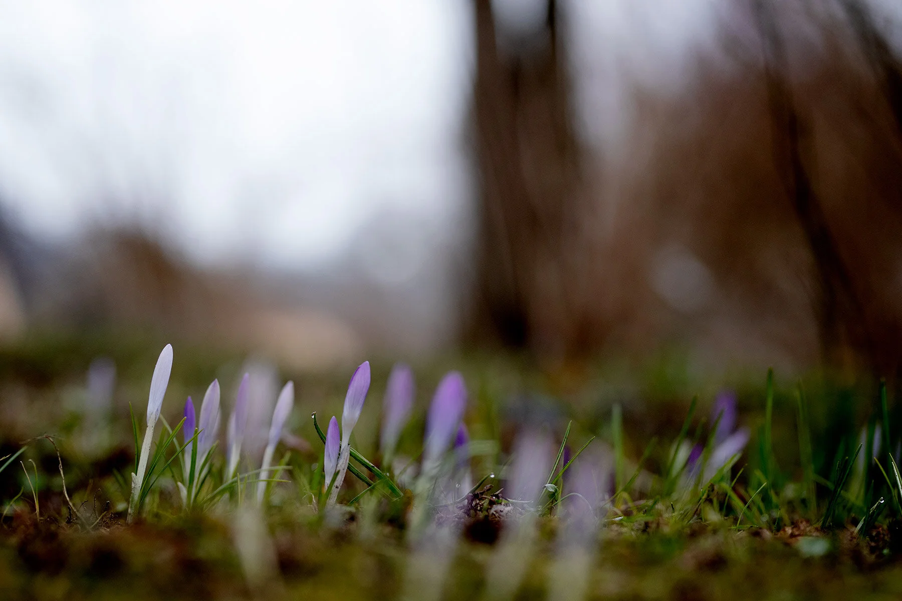 blogg-210323botaniska10.jpg