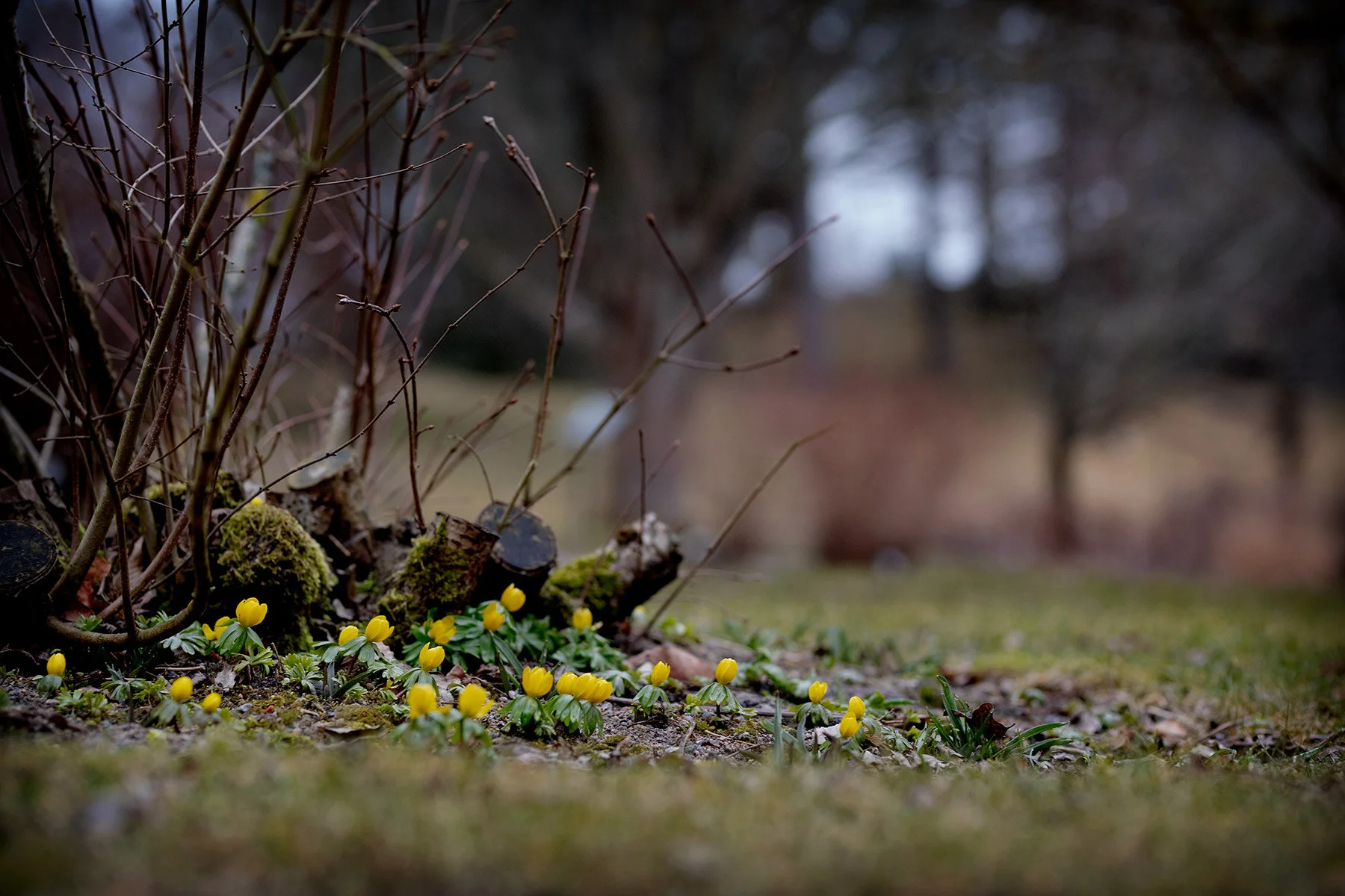blogg-210323botaniska13.jpg