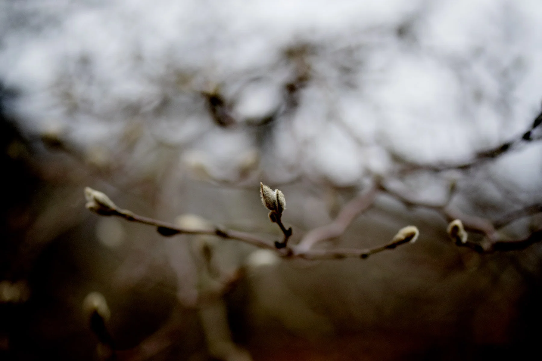blogg-210323botaniska15.jpg