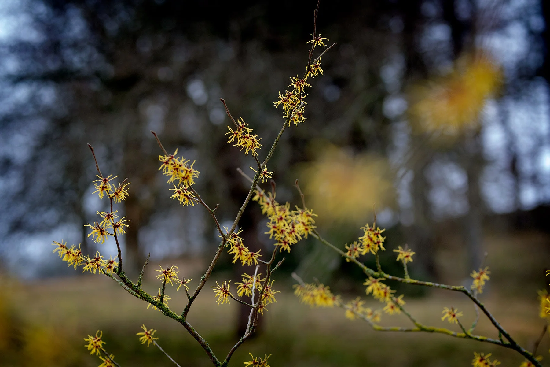 blogg-210323botaniska11.jpg