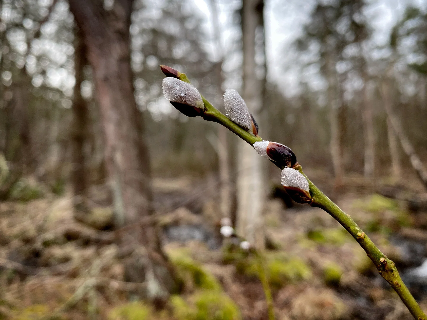 blogg-210325balefyrenpromenad13.jpg