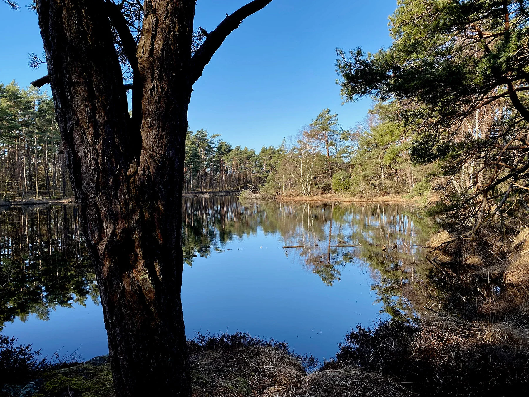 blogg-210330langpromenad14.jpg