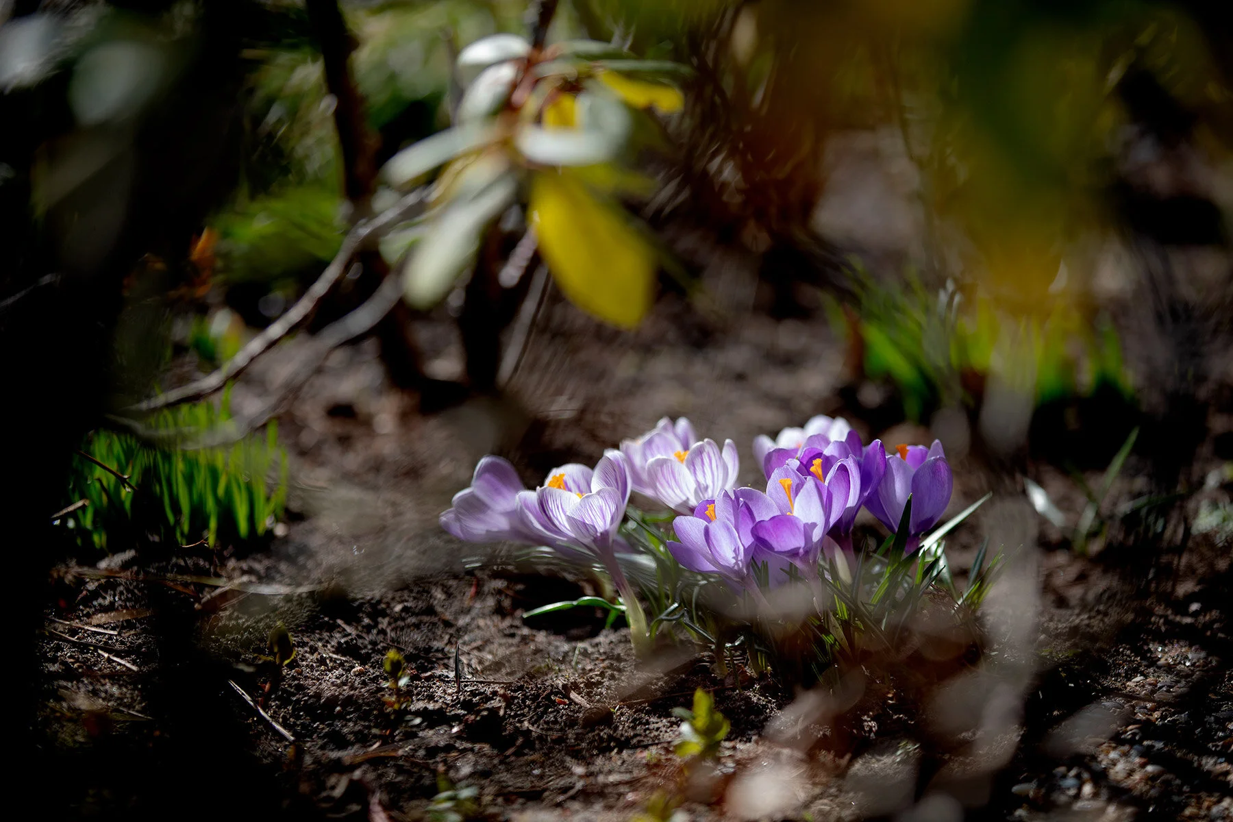 blogg-210330krokusbin1.jpg