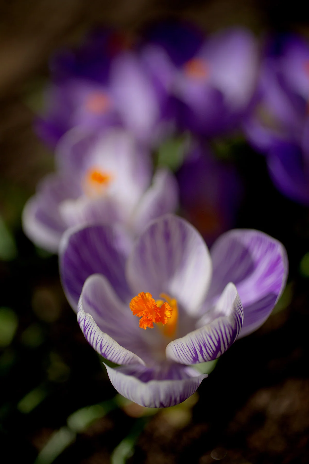 blogg-210330krokusbin4.jpg