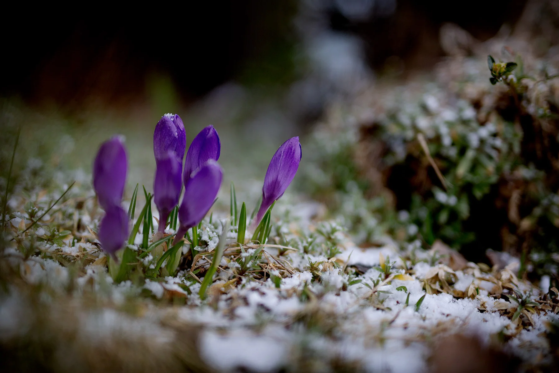 blogg-210405aprilvinter8.jpg