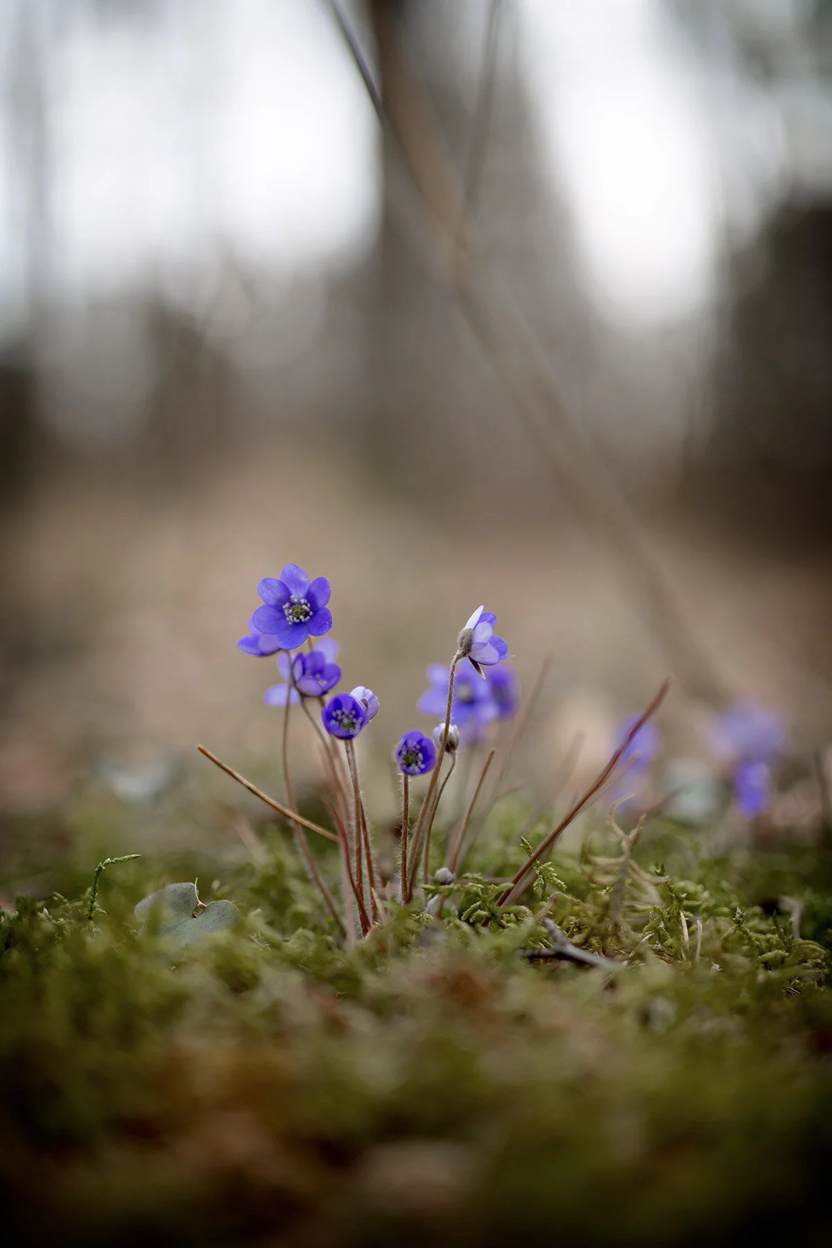 blogg-210407blasippor6.jpg