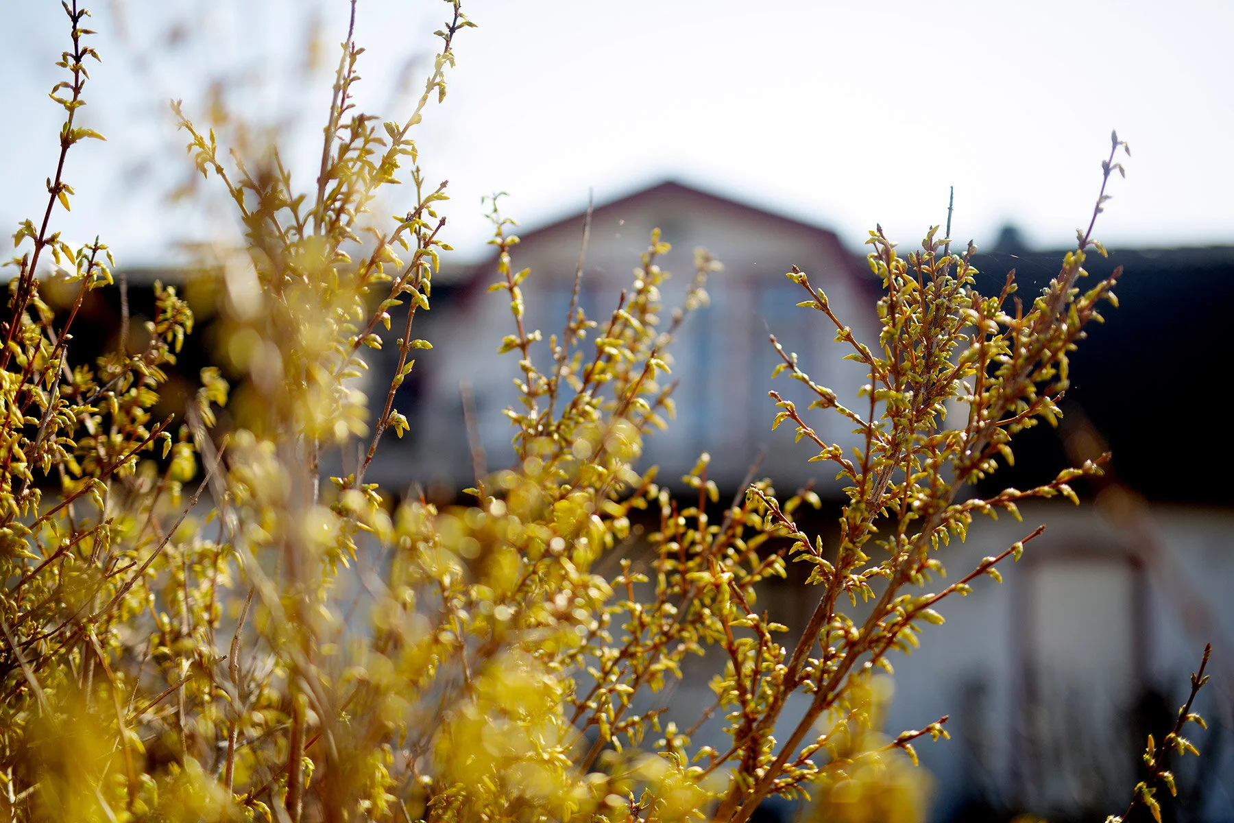 blogg-210418tradgardssommar1.jpg