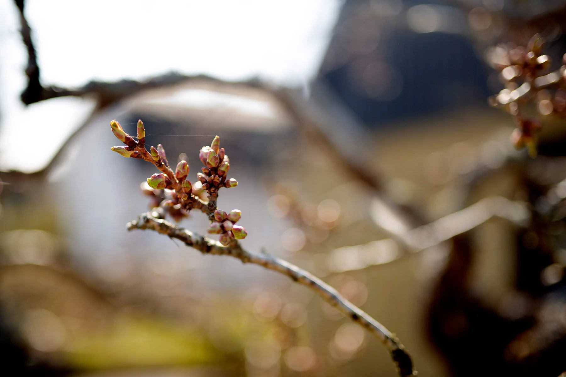 blogg-210418tradgardssommar8.jpg