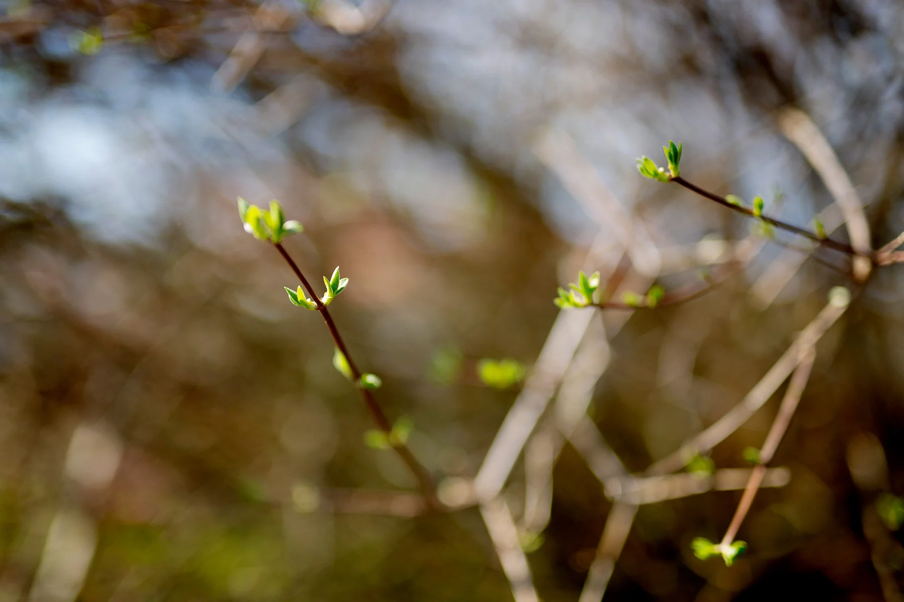 blogg-210418tradgardssommar13.jpg