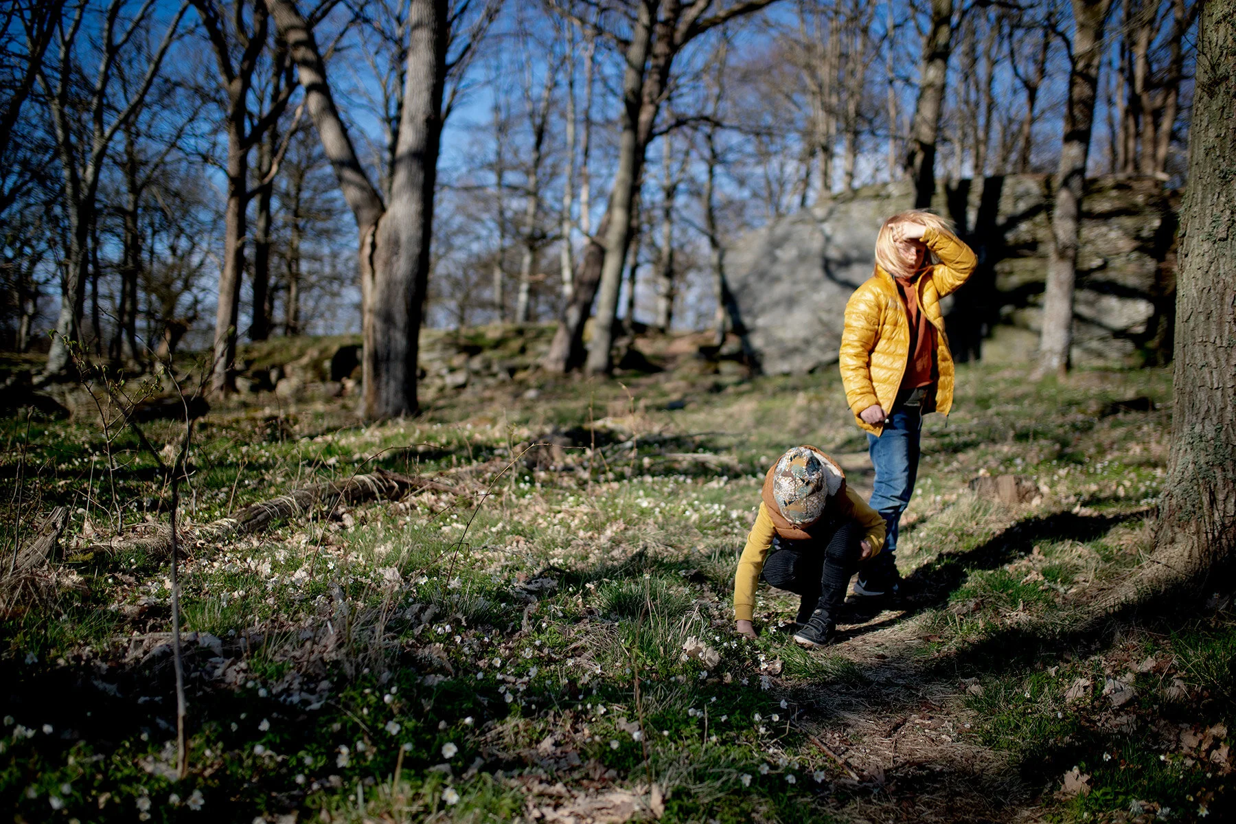 blogg-210422bertilsiggevitsippor1.jpg