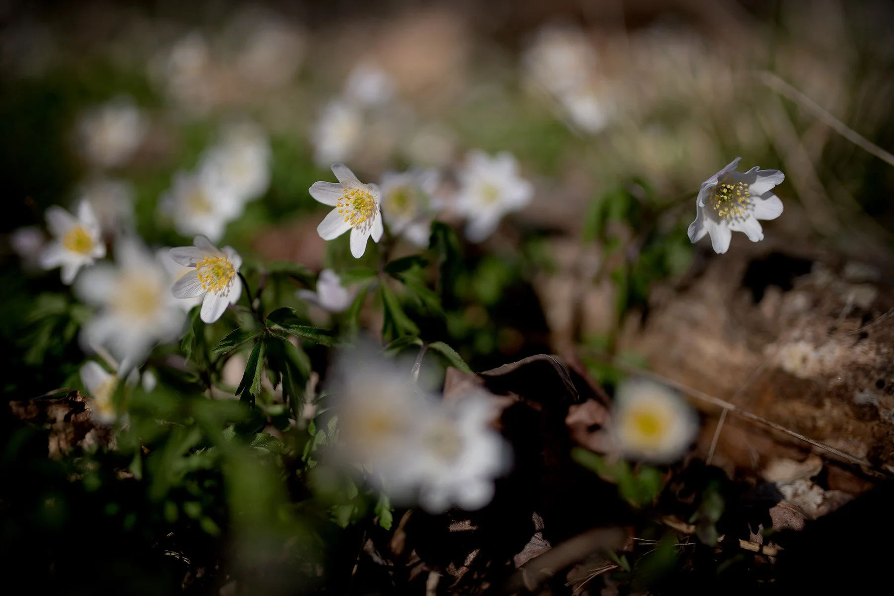 blogg-210422bertilsiggevitsippor13.jpg