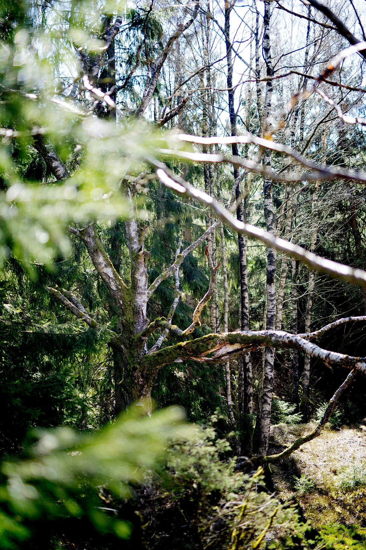 blogg-210423mampapjattegrytan25.jpg
