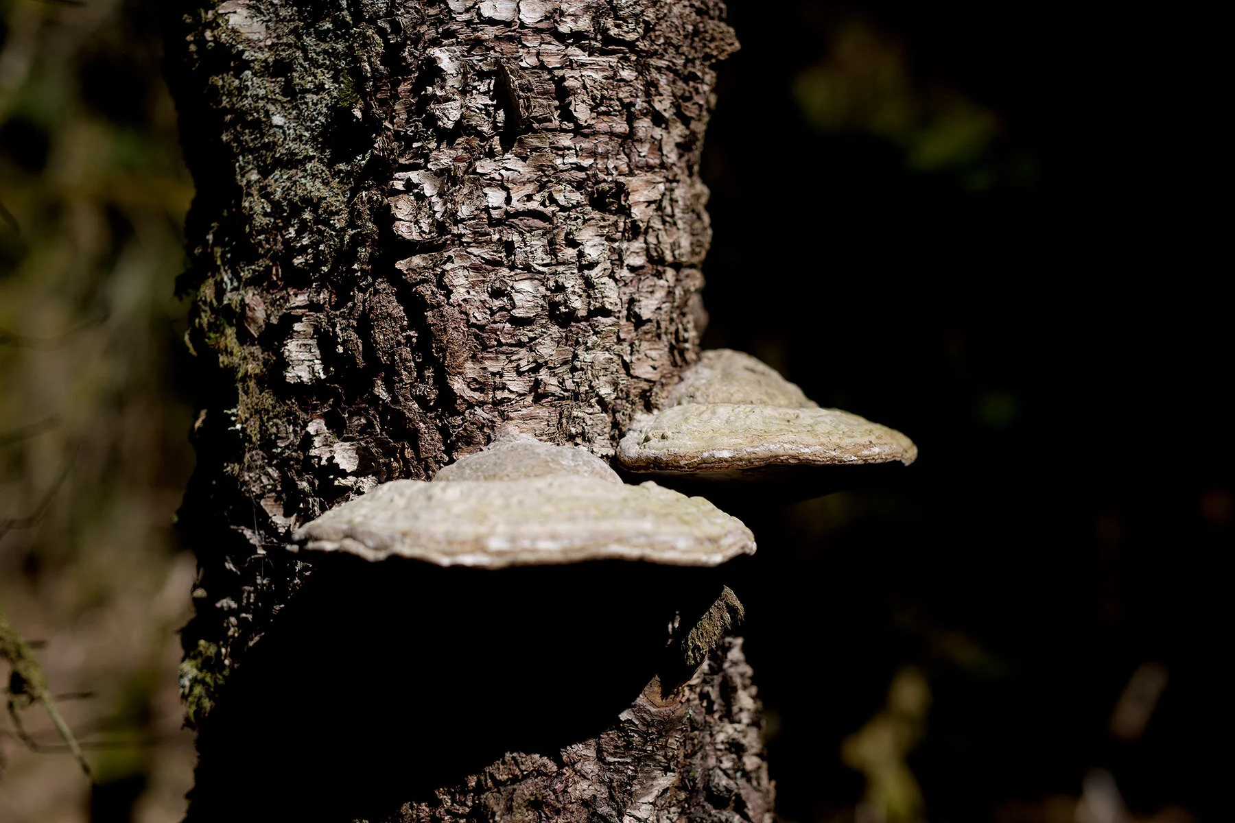 blogg-210423mampapjattegrytan31.jpg