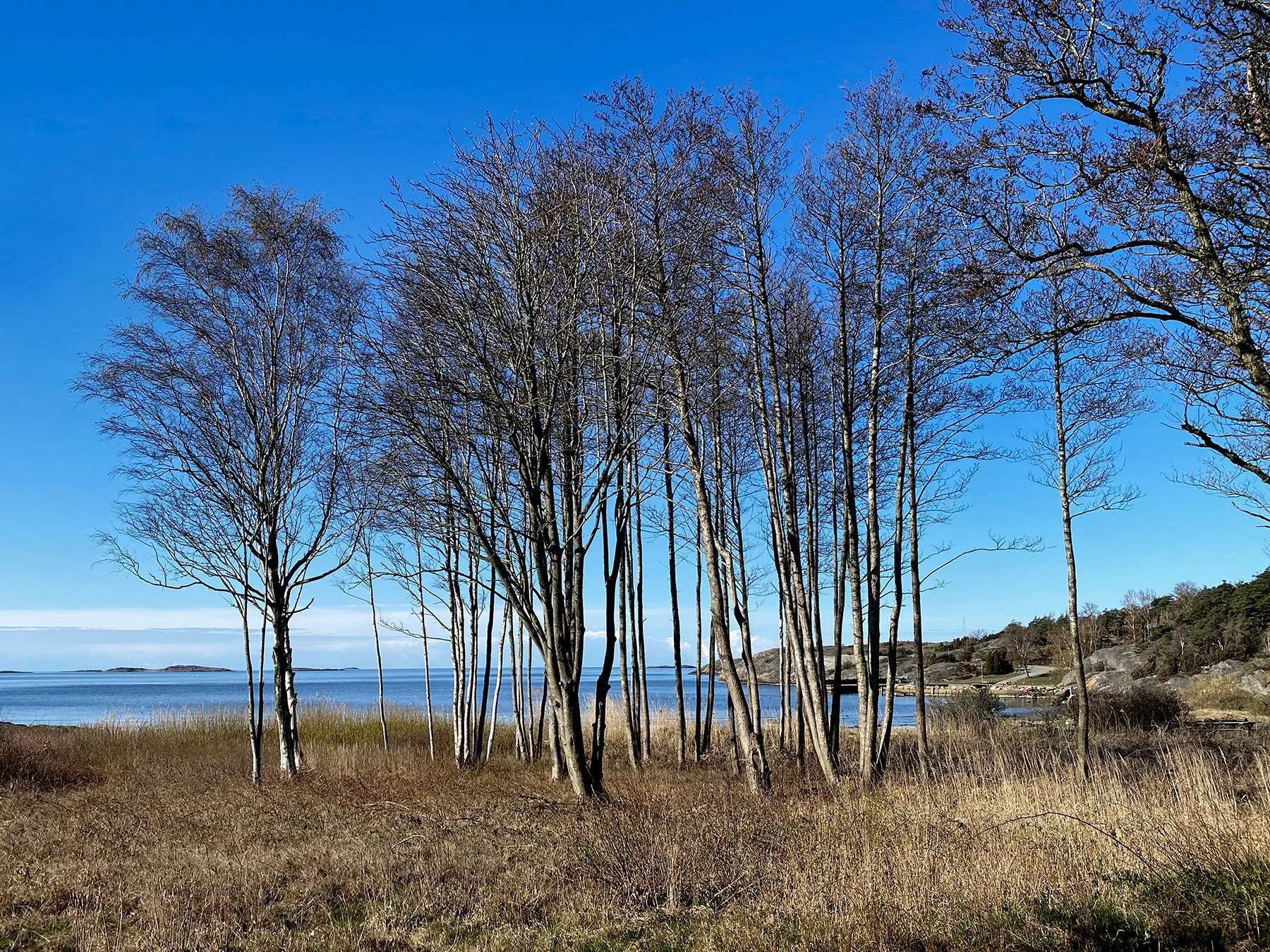 blogg-210426sanddammspromenad1.jpg