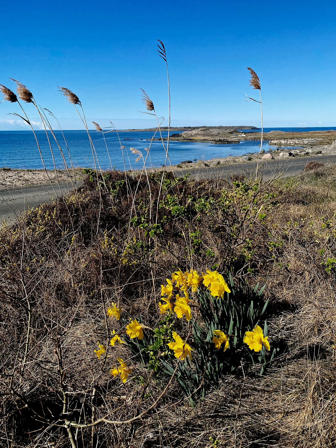 blogg-210426sanddammspromenad7.jpg