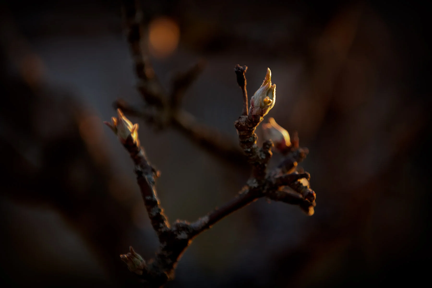 blogg-210427appelknopp1.jpg