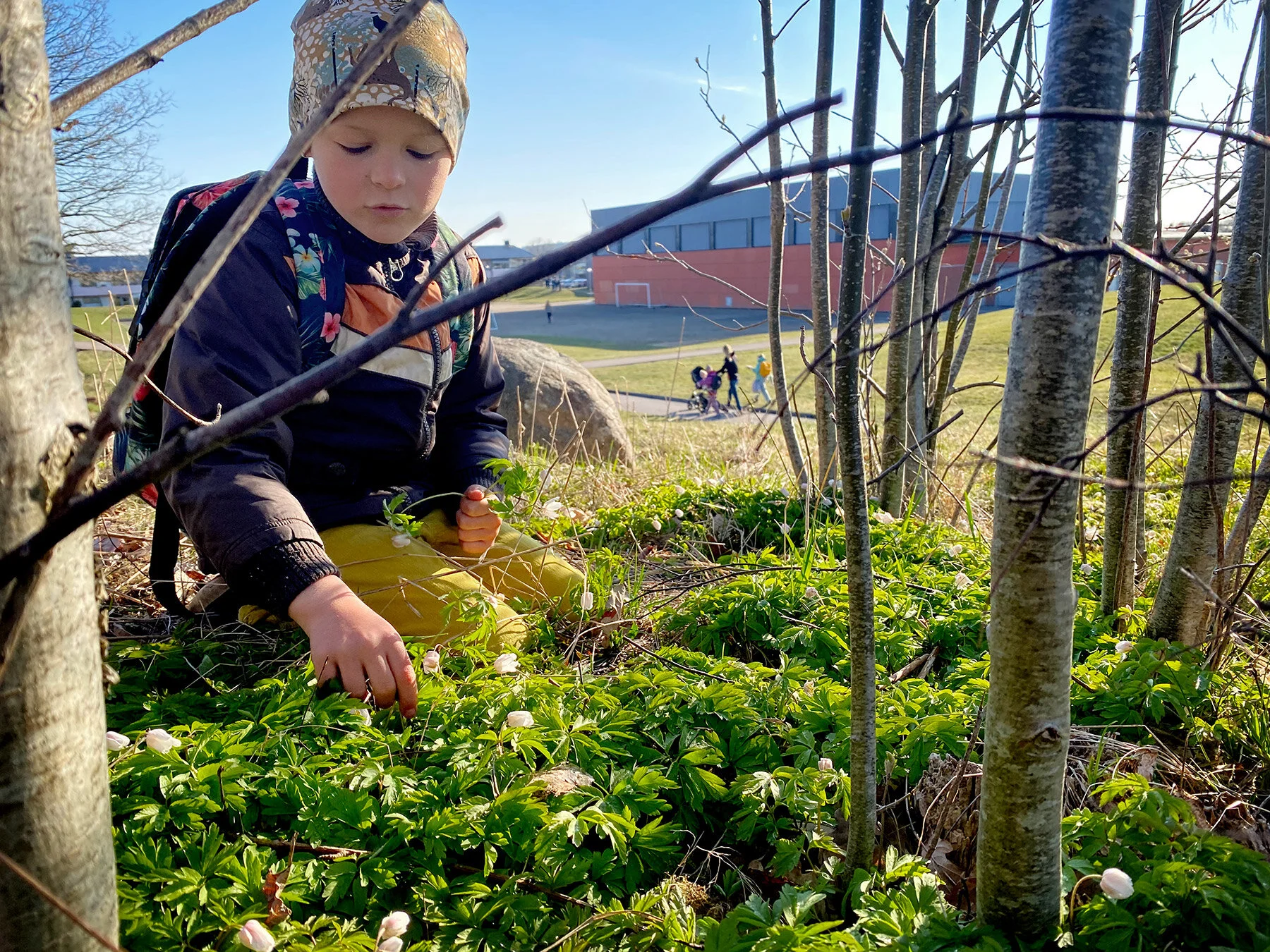 Skolväg med vitsippsstopp