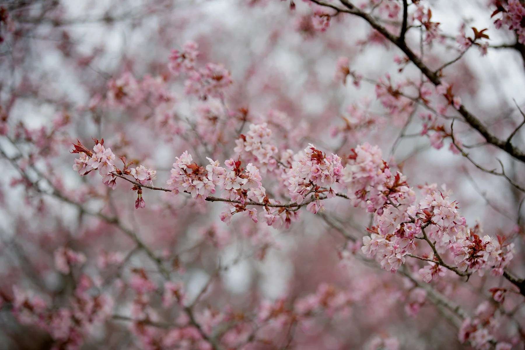 blogg-210429korsbarsblomvarokyrka2.jpg