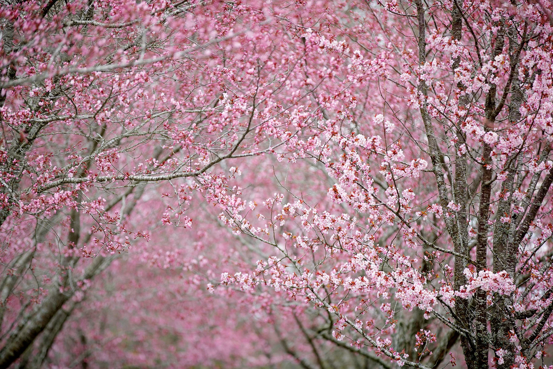 blogg-210429korsbarsblomvarokyrka3.jpg