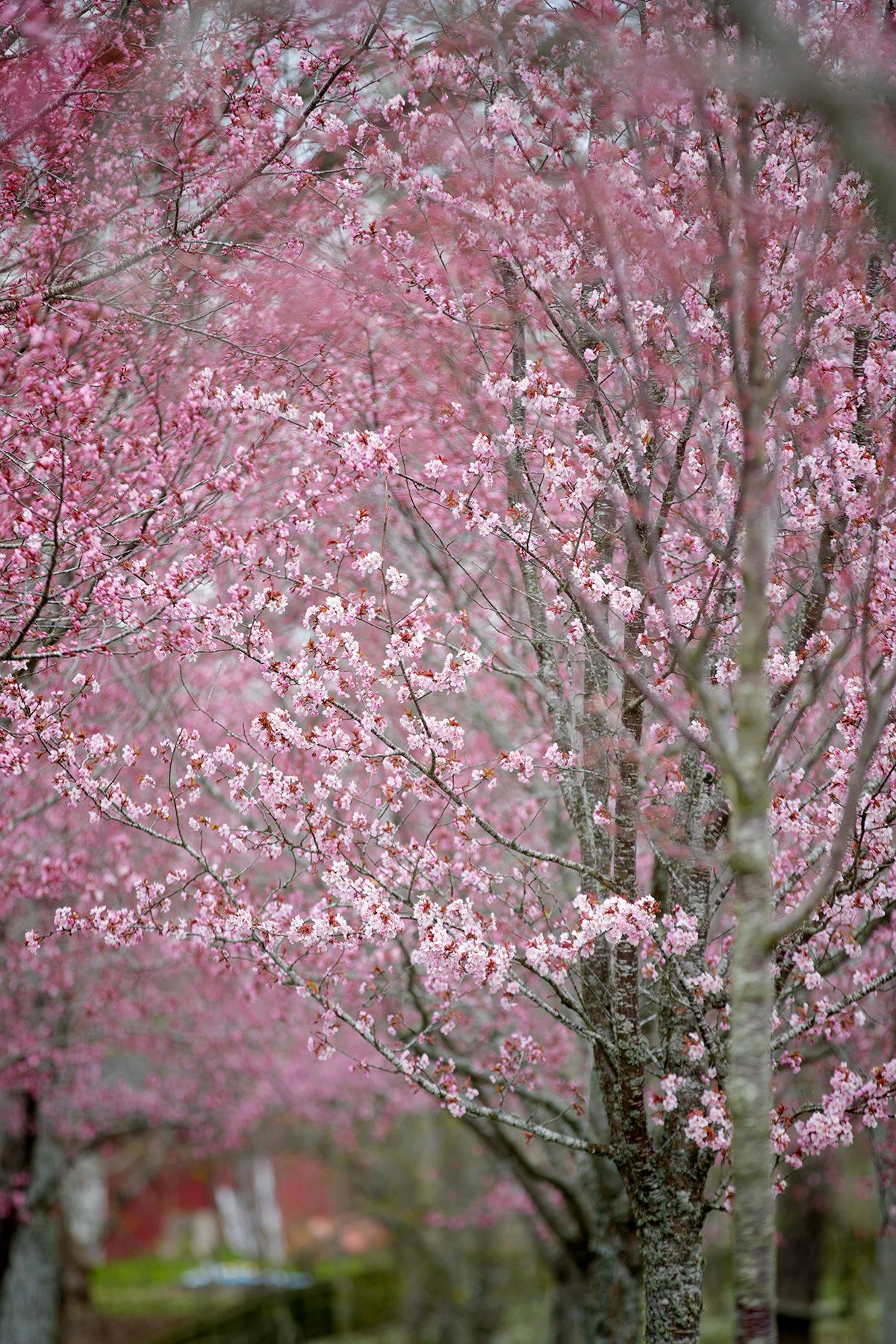 blogg-210429korsbarsblomvarokyrka4.jpg