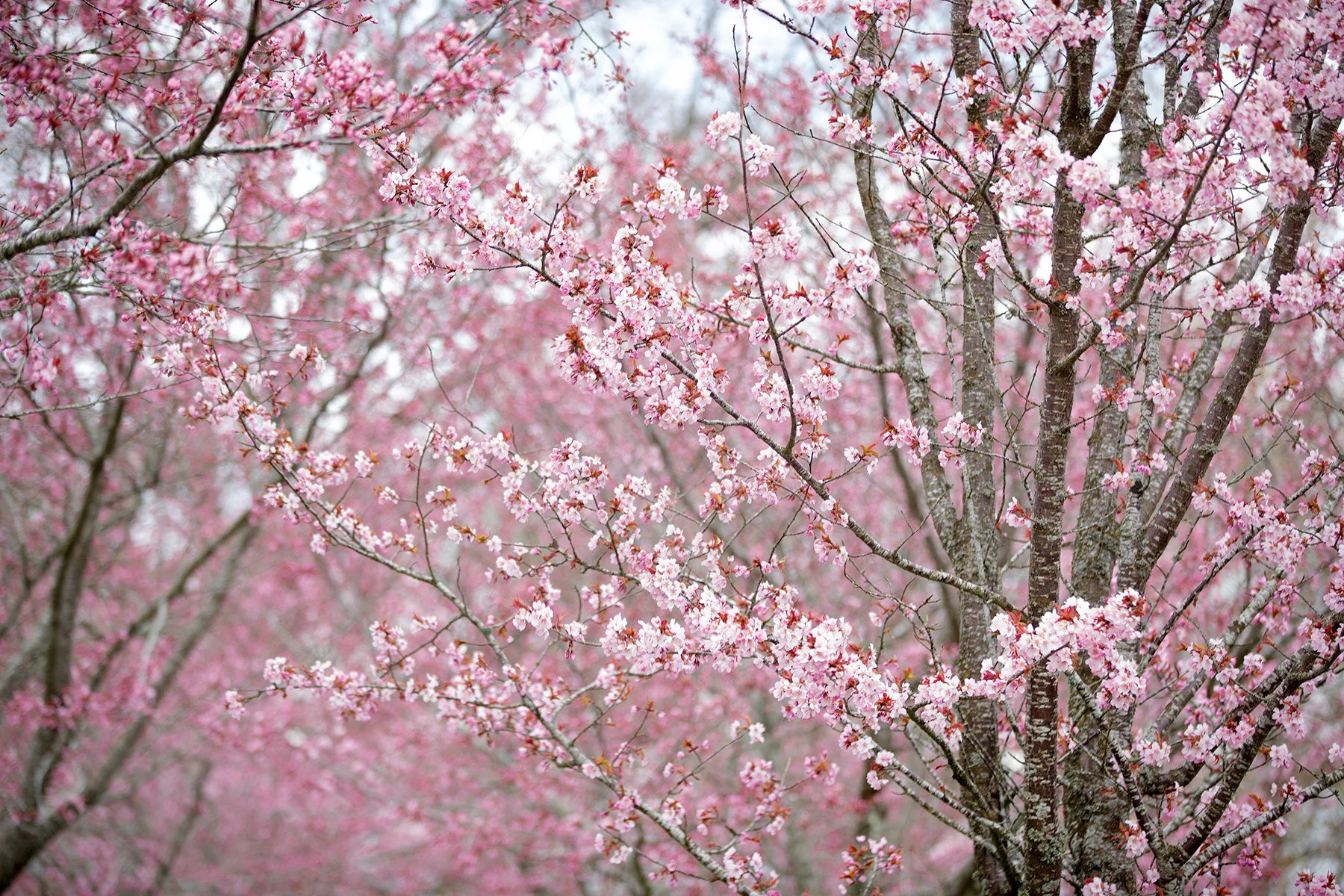 blogg-210429korsbarsblomvarokyrka7.jpg