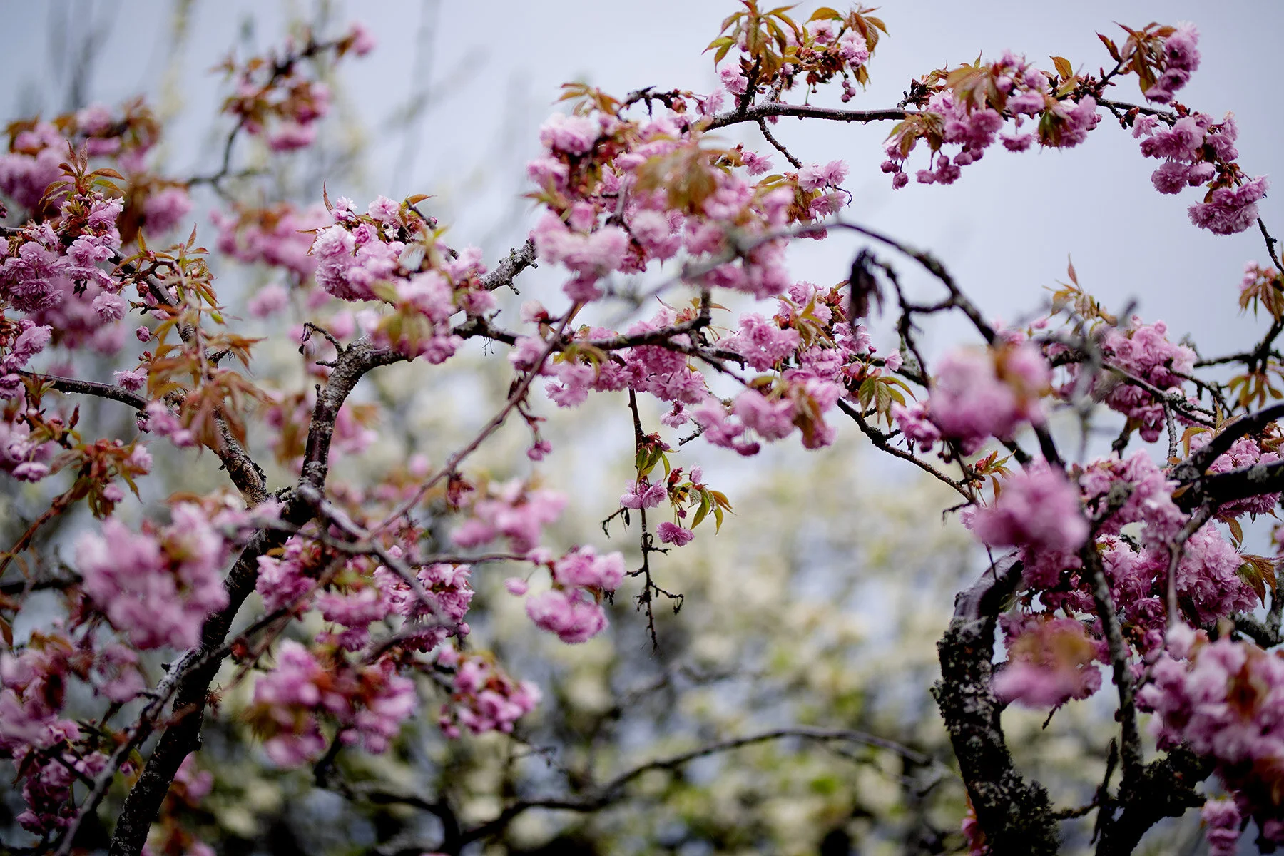blogg-210510tradblomning1.jpg