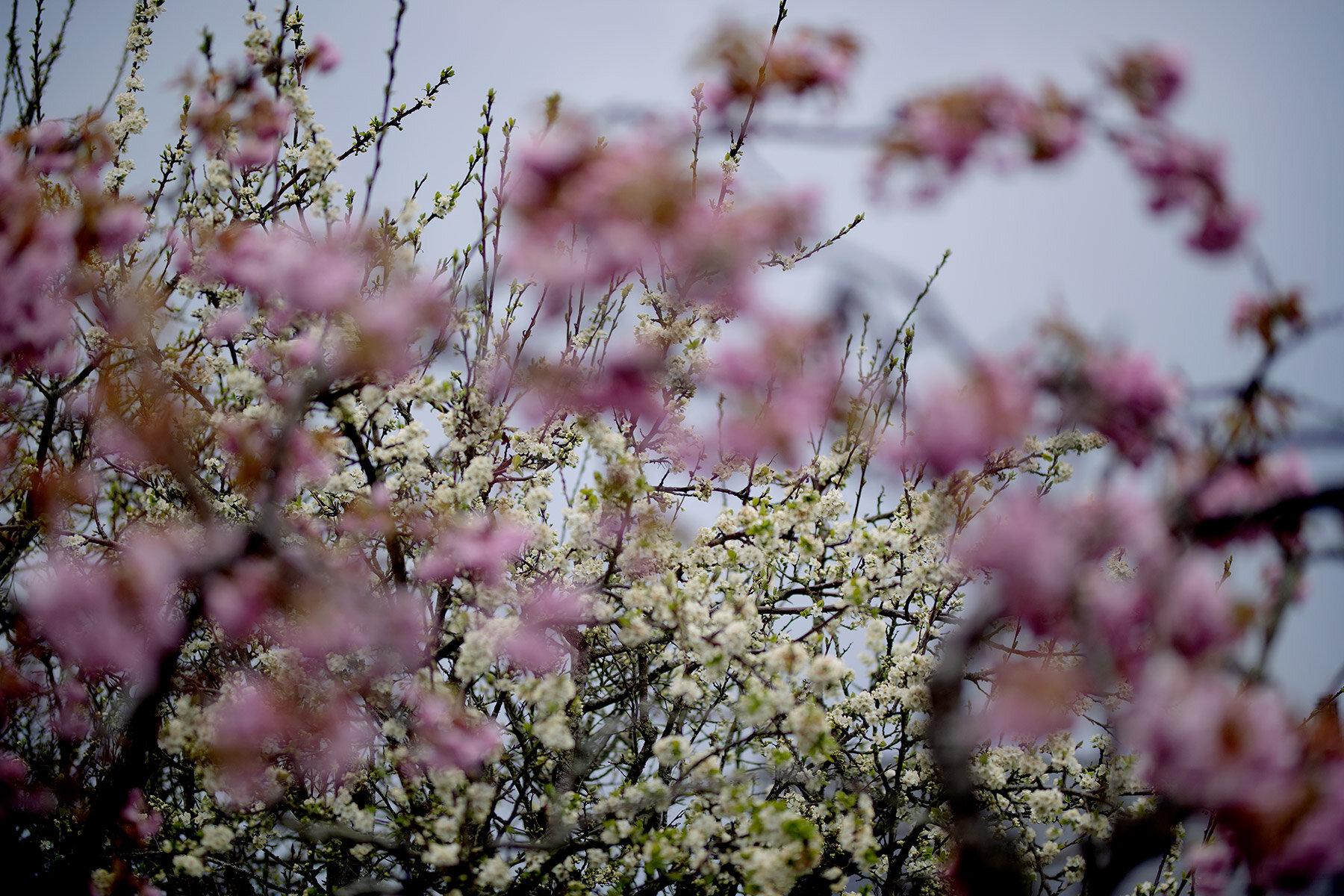 blogg-210510tradblomning2.jpg