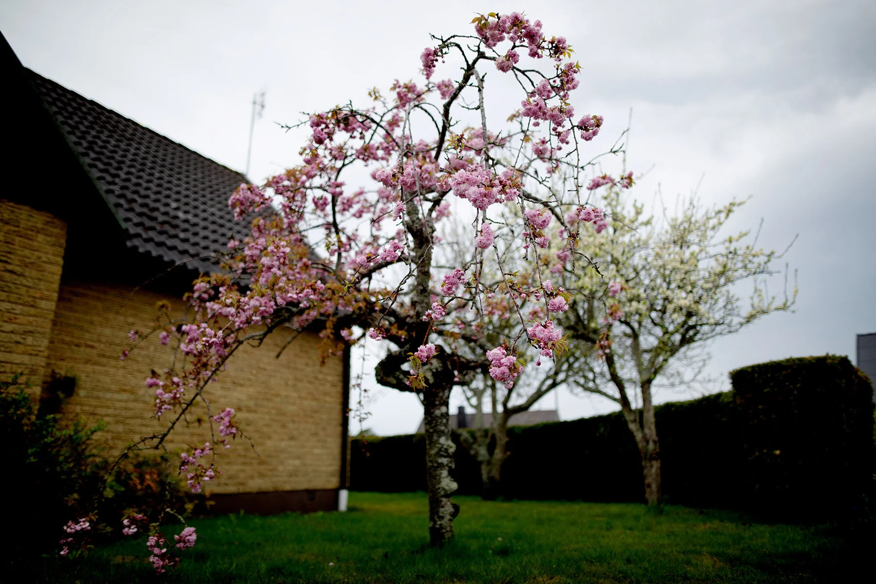 blogg-210510tradblomning3.jpg