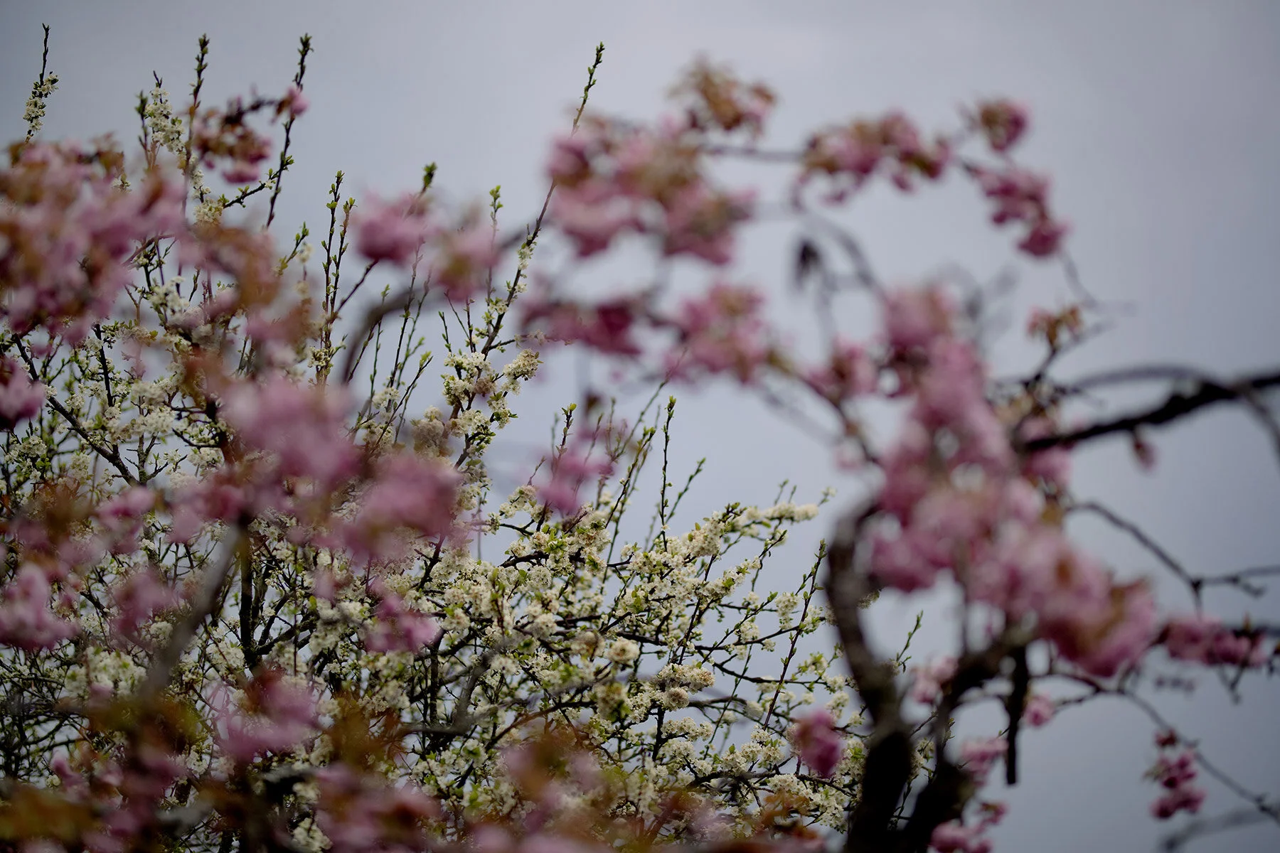 blogg-210510tradblomning4.jpg