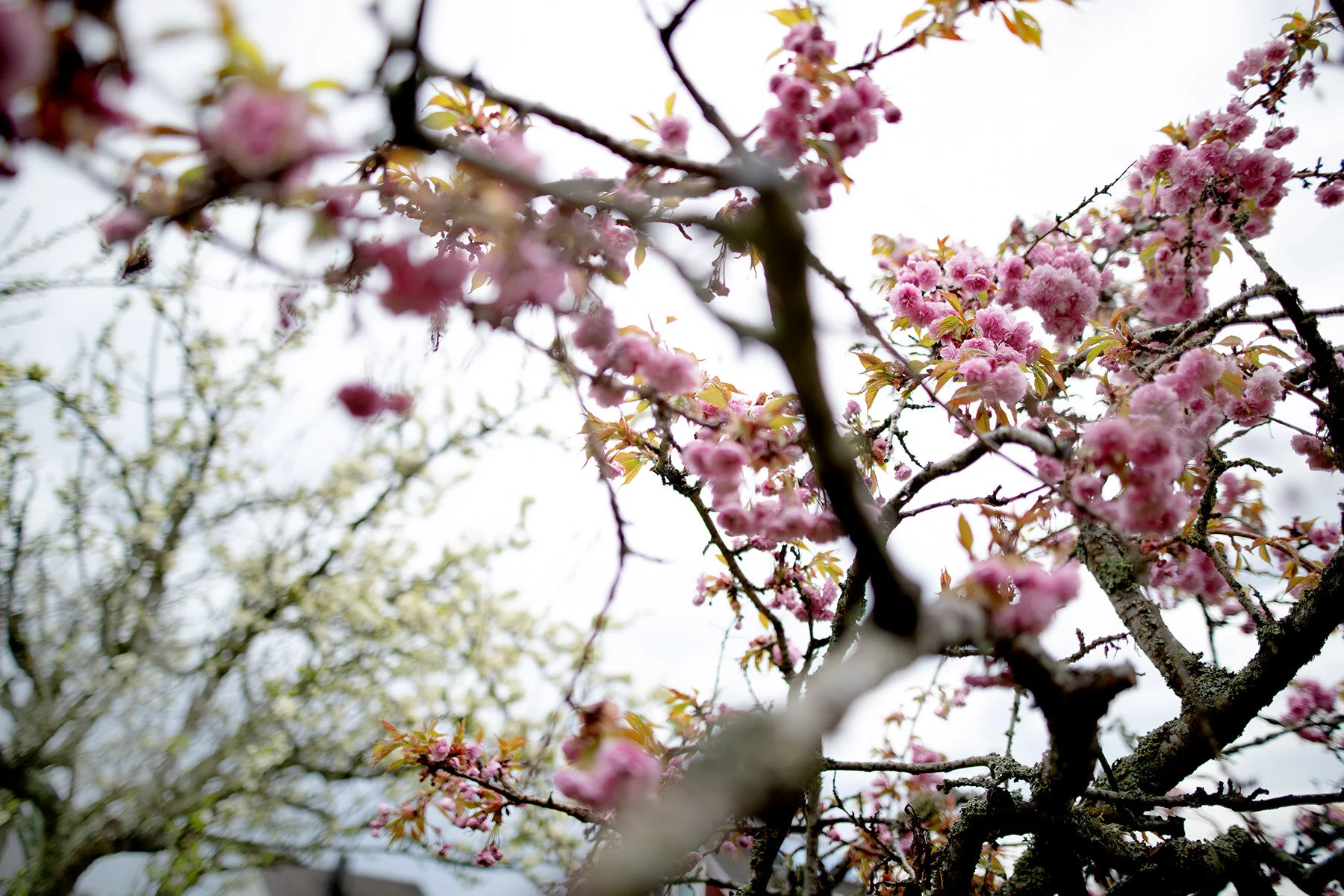 blogg-210510tradblomning5.jpg