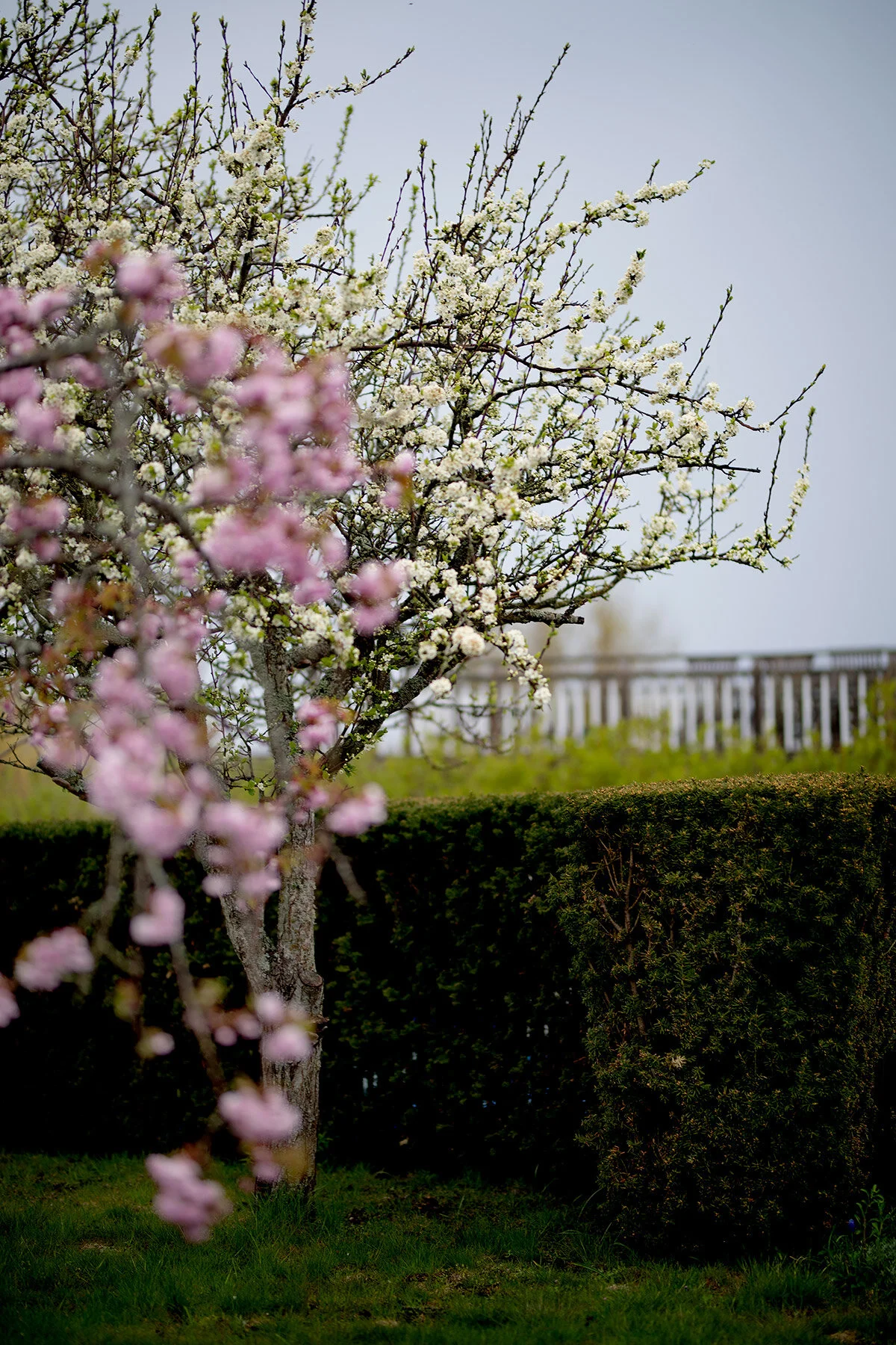 blogg-210510tradblomning7.jpg