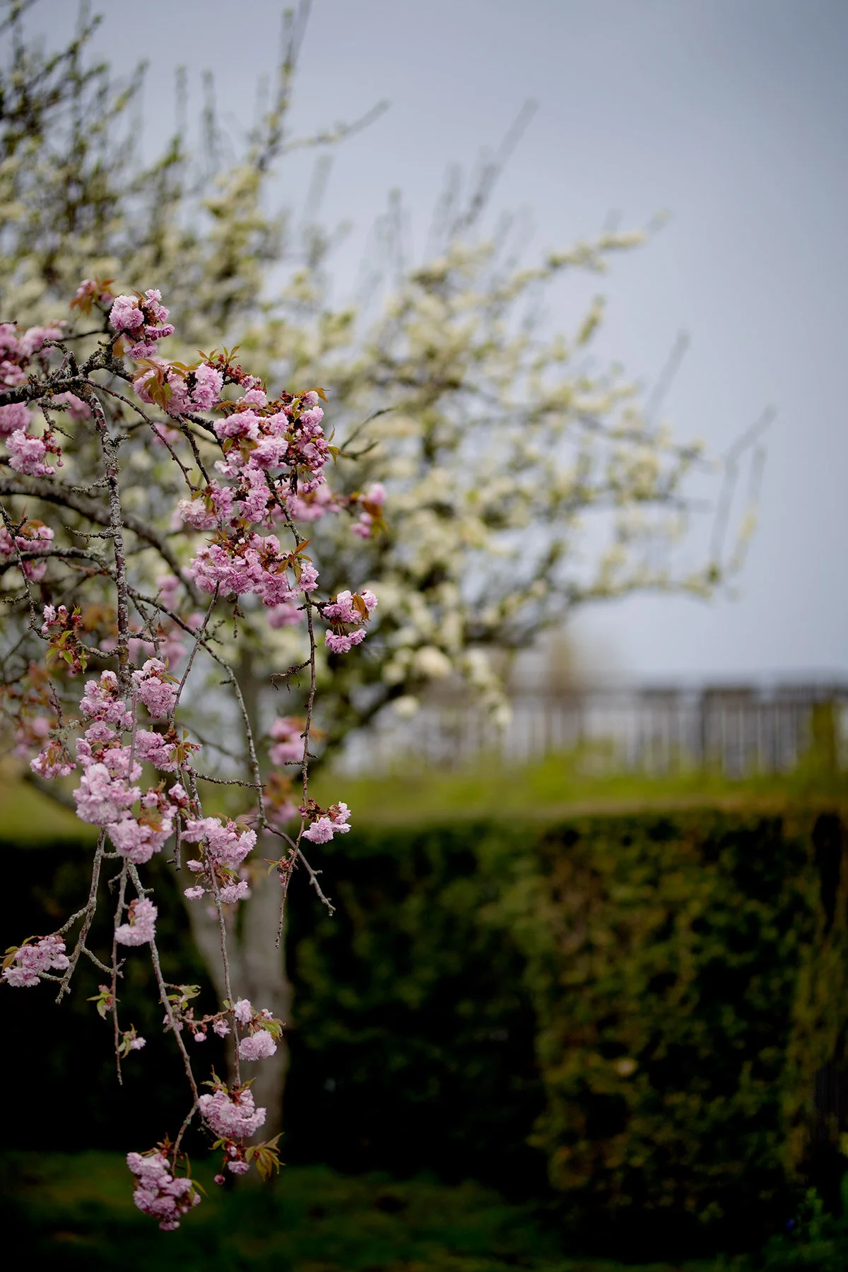 blogg-210510tradblomning8.jpg