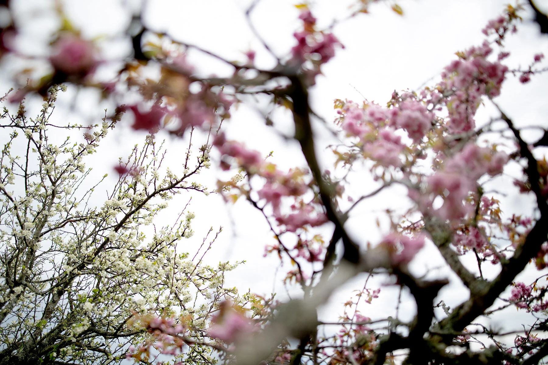 blogg-210510tradblomning9.jpg