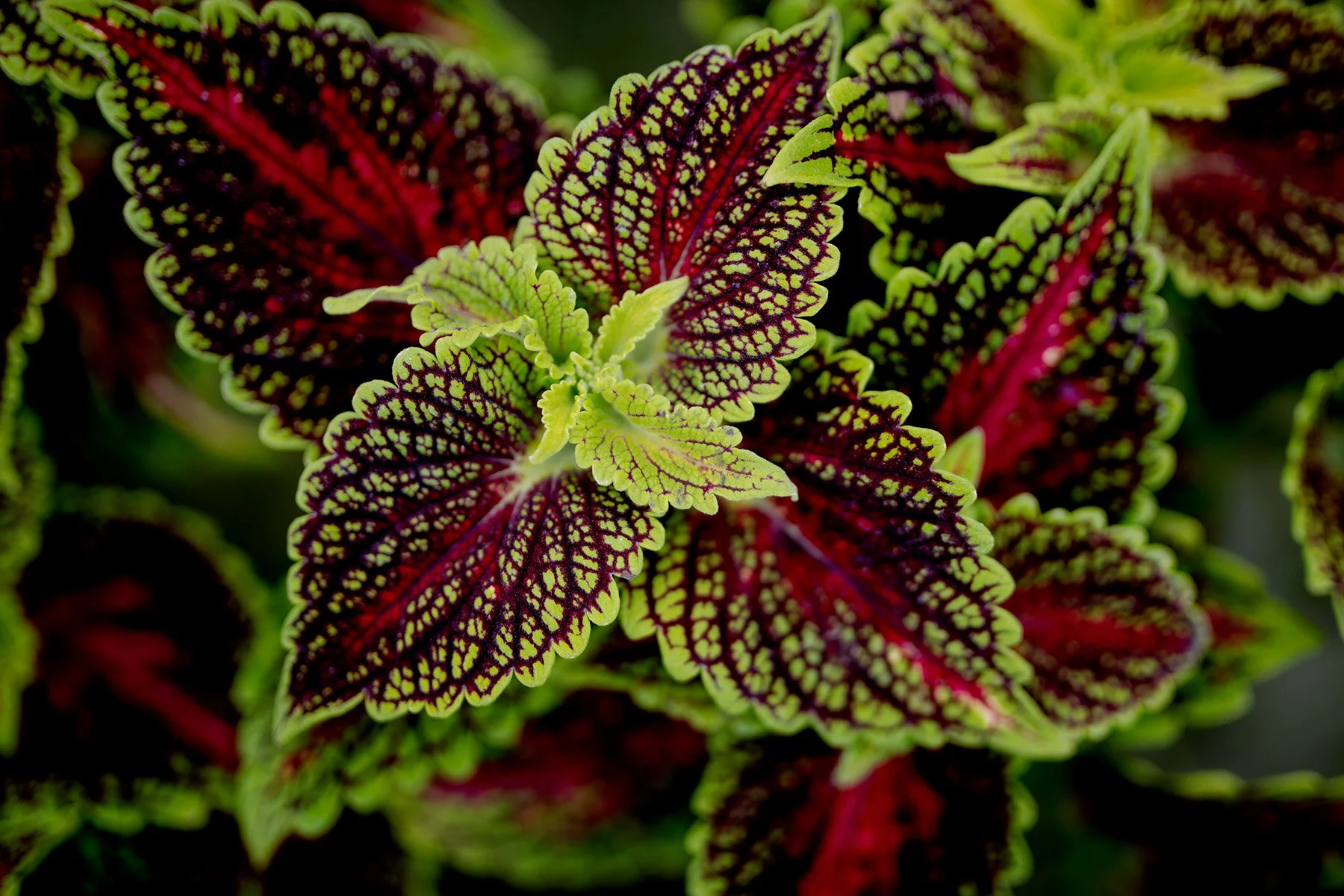 blogg-210510blomsterstugan3.jpg